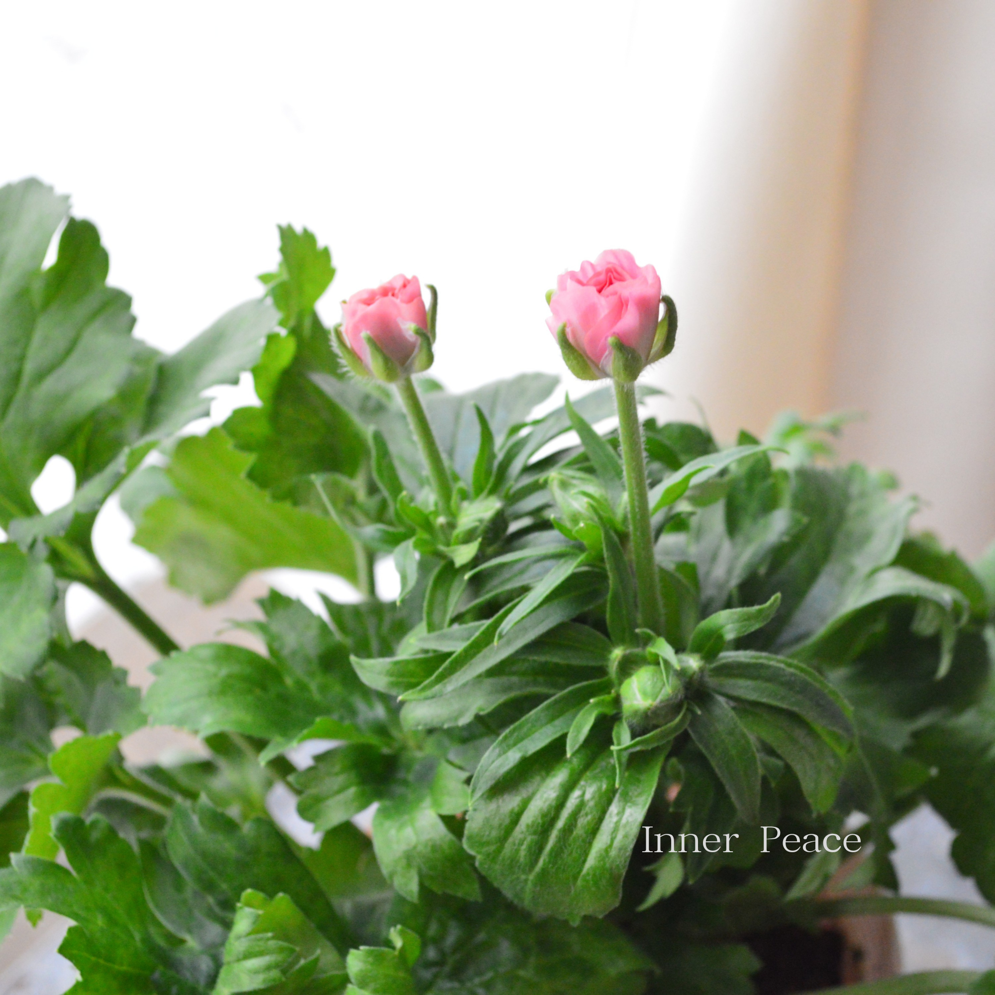 【美しい】ラナンキュラス・ラックス 『アリアドネ』 4寸POT