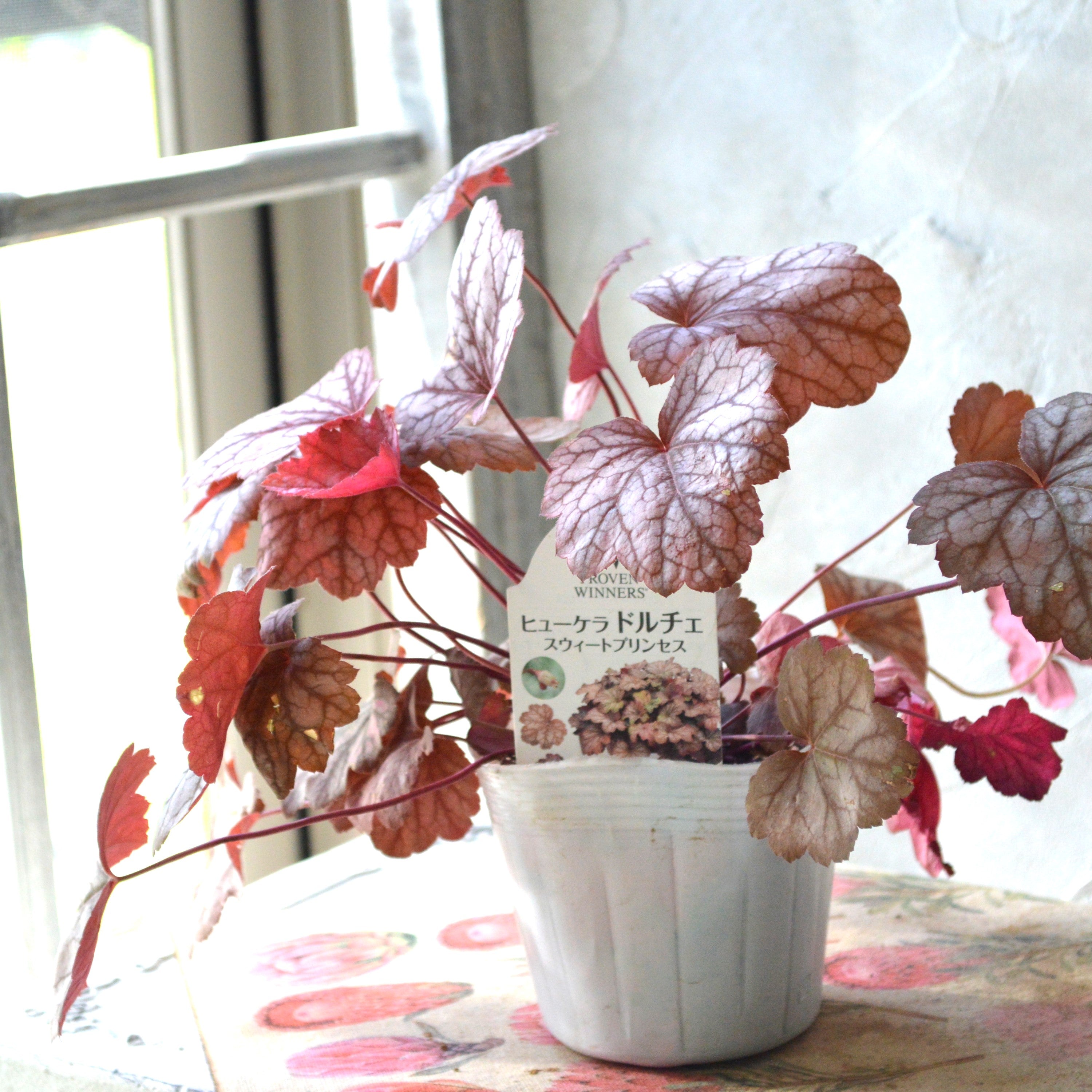 【PW】 ヒューケラ ドルチェ 『スウィートプリンセス』 3寸POT