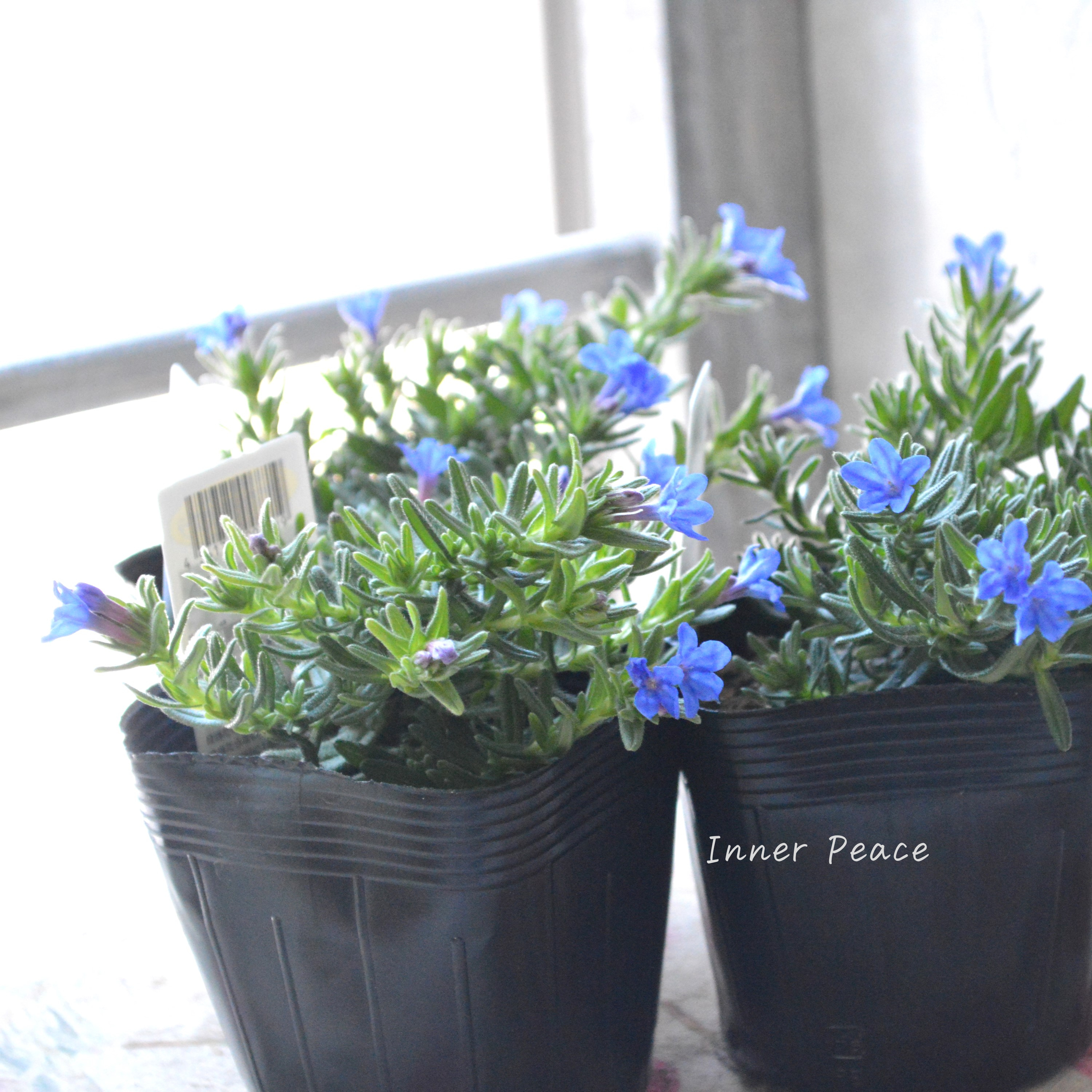 【美しい】 ミヤマホタルカズラ 『むらさき小花』 3.5寸POT