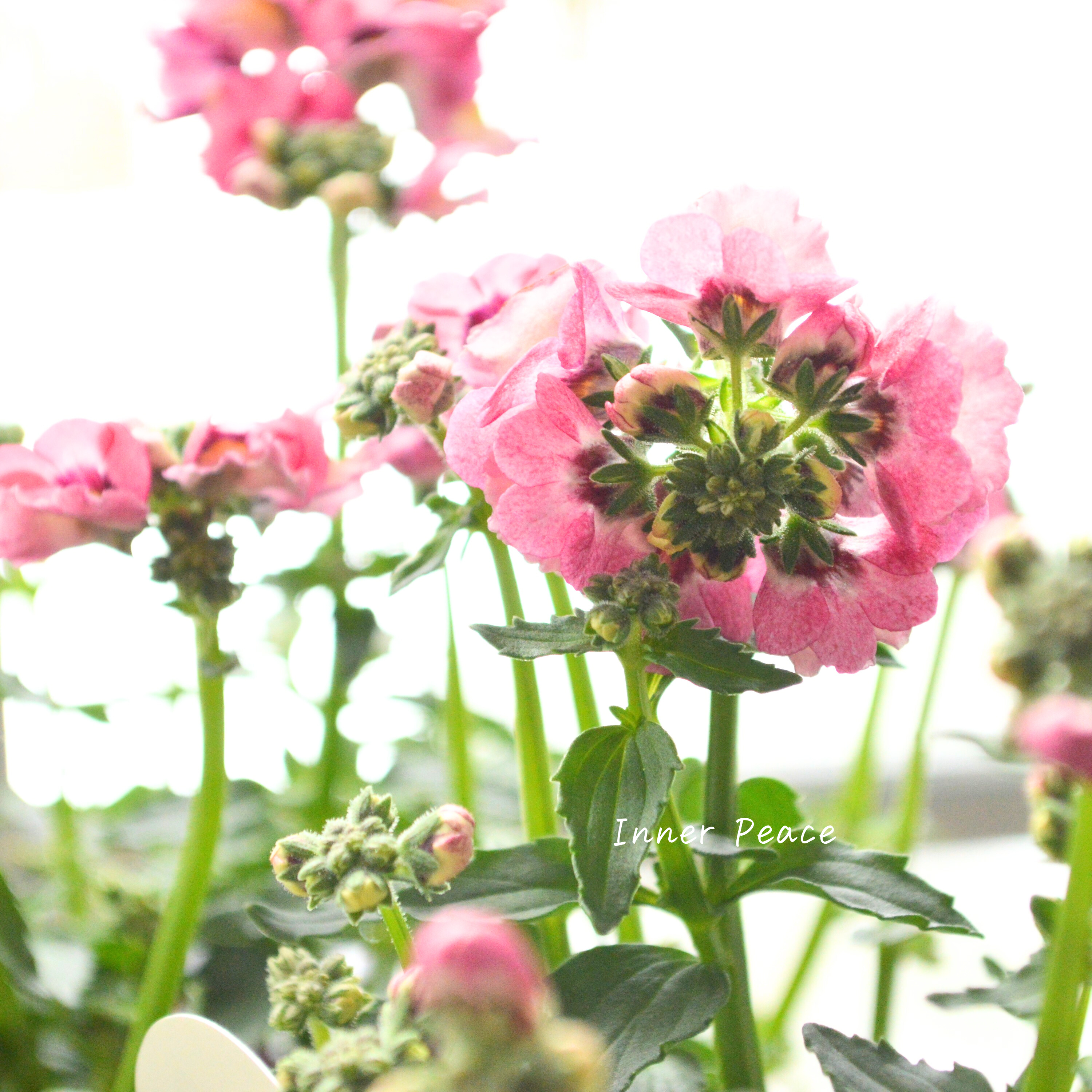 【花芳さん】 ネメシア 『マリー・ラヴィアンローズ』 3.5寸POT