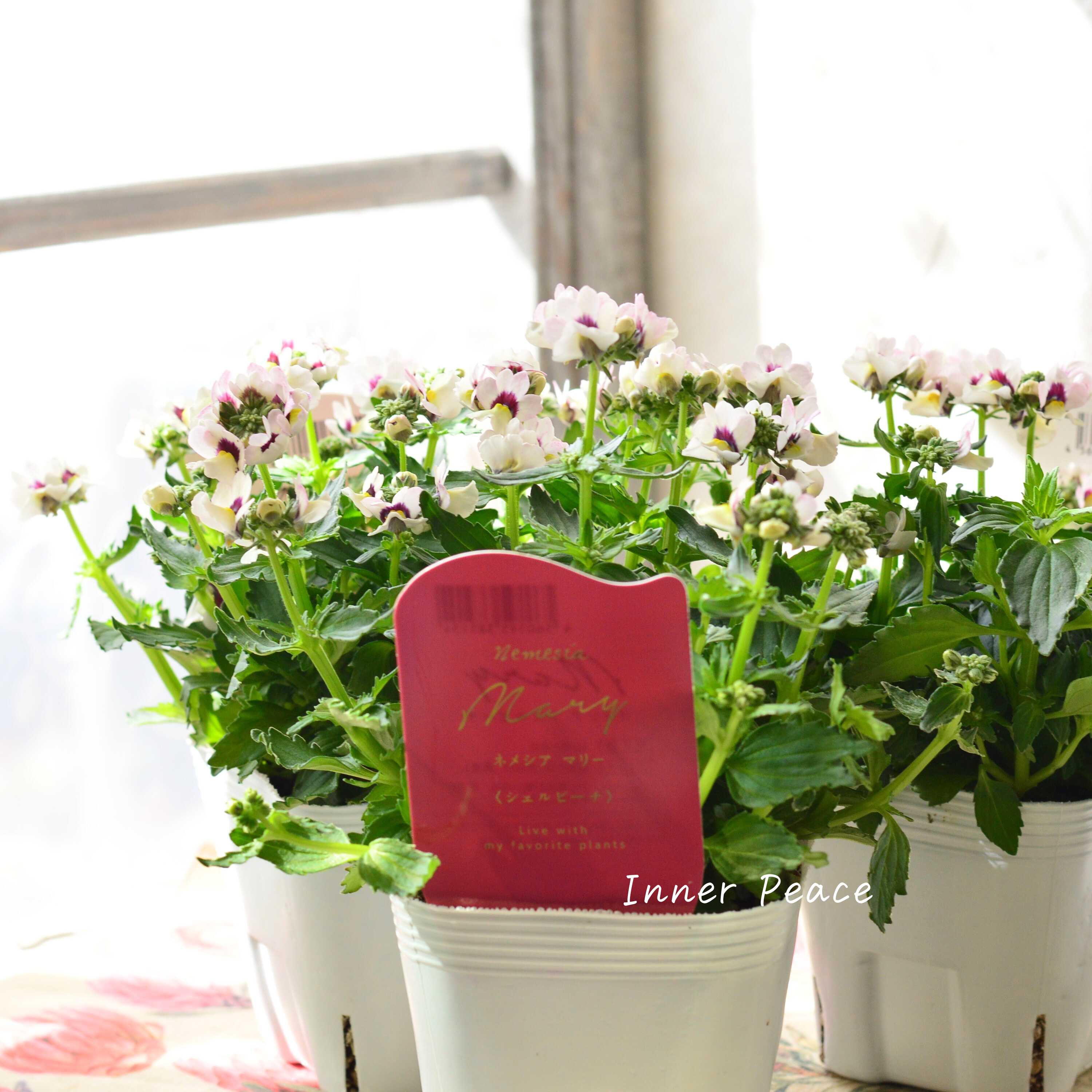 【花芳さん】 ネメシア 『マリー・シェルピーチ』 3.5寸POT