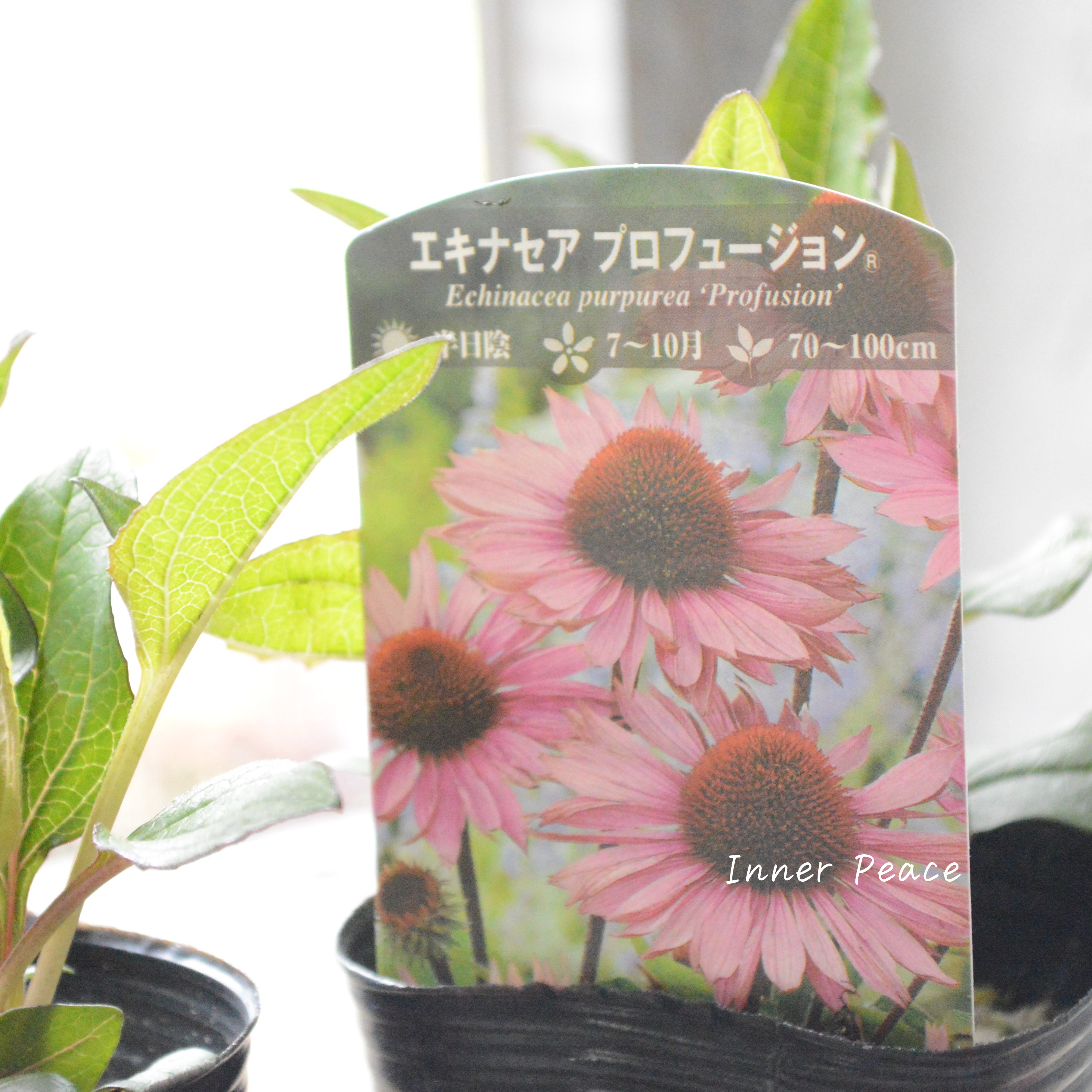 【暑さ寒さに強い】 エキナセア 『プロフュージョン』植え込み用 3寸POT