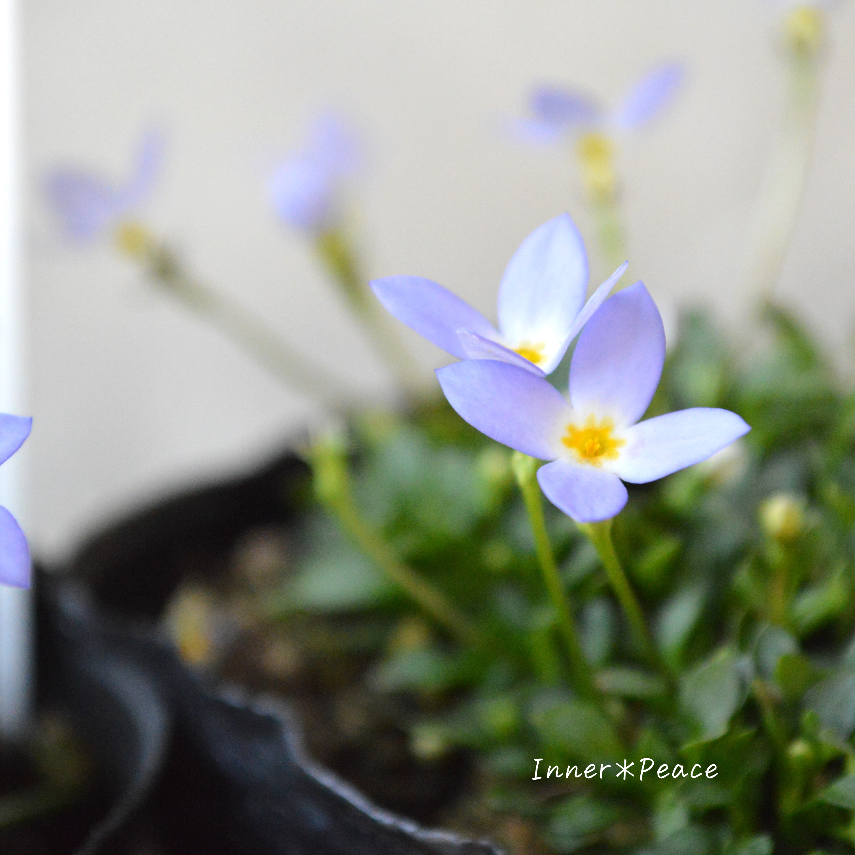 【かわいい】 ヒナソウ 『ブルー』 3寸POT