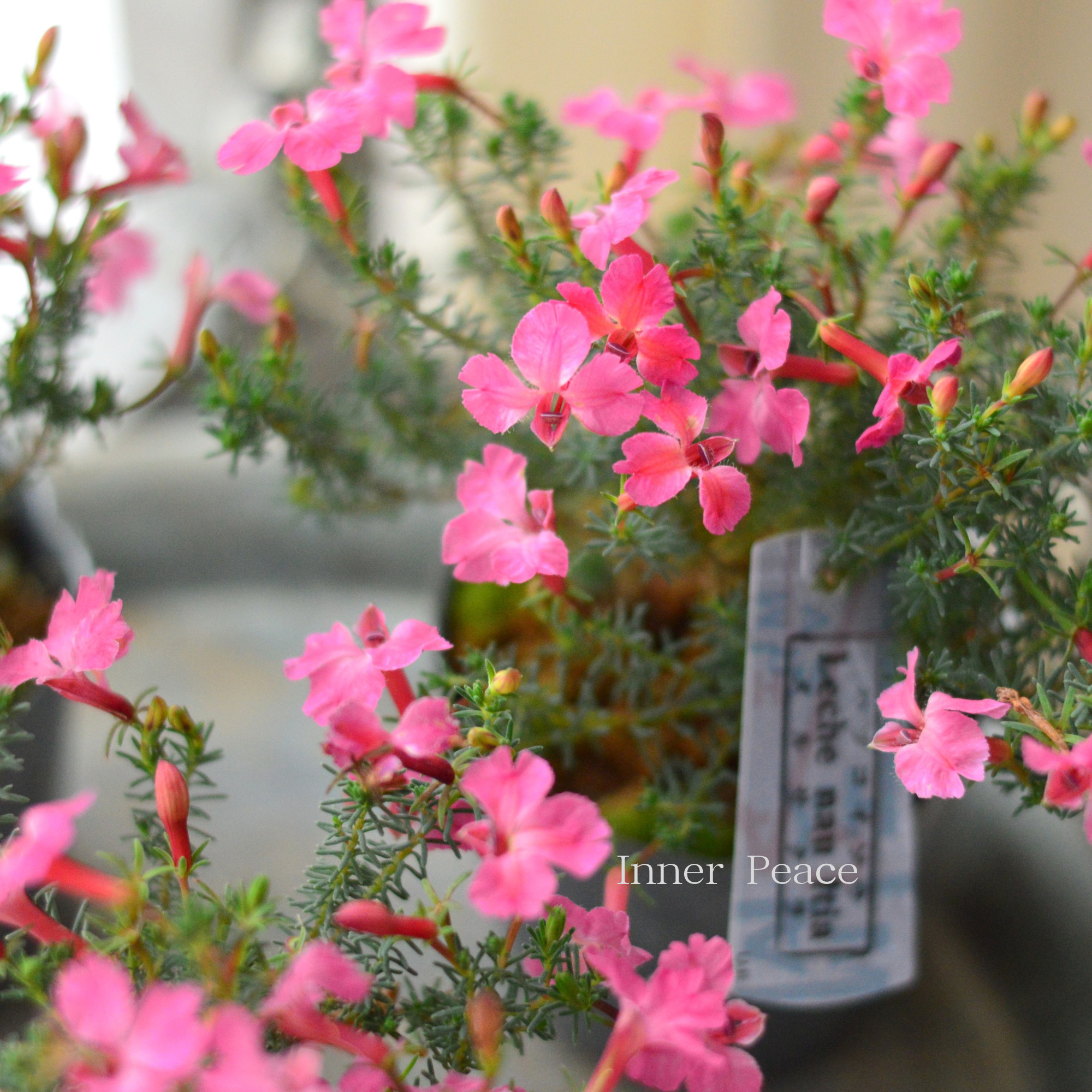 【美しい】 ハツコイソウ 『メルさくら』 3寸POT