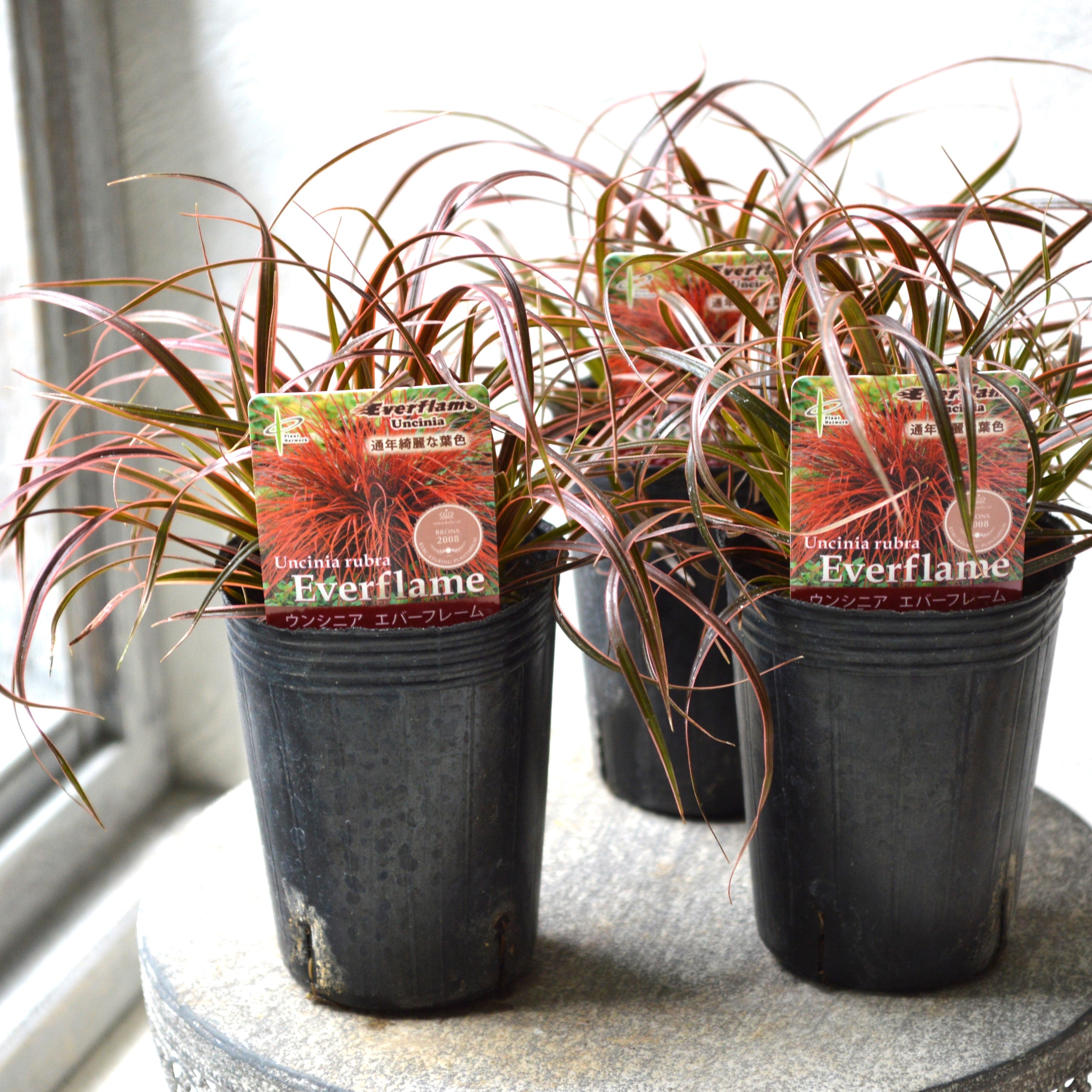 【希少】 ウンシニア・ルブラ 『エバーフレーム』 2.5寸ロングPOT