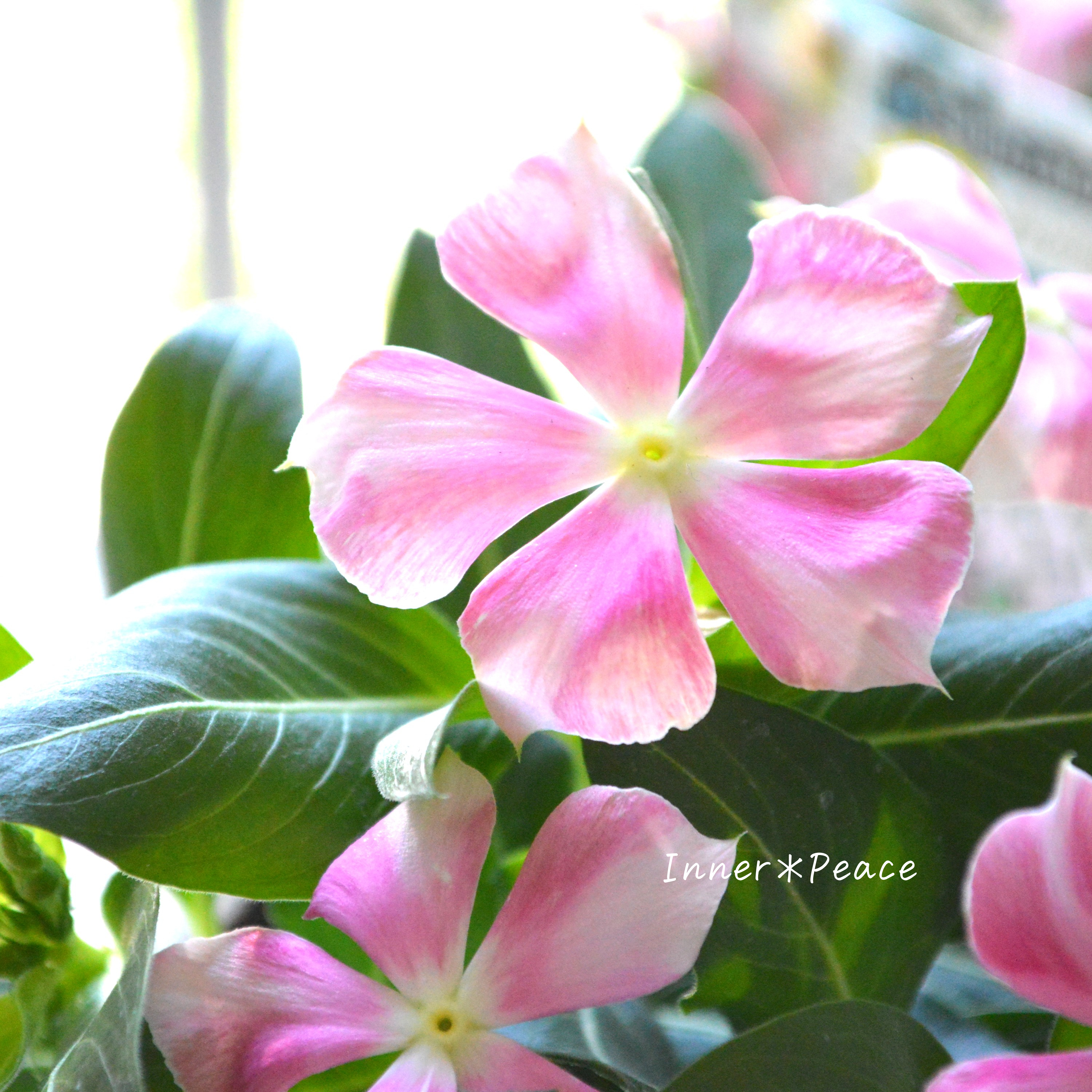 【北島園芸さん】 ニチニチソウ 『ピンクストライプ』 3.5寸POT