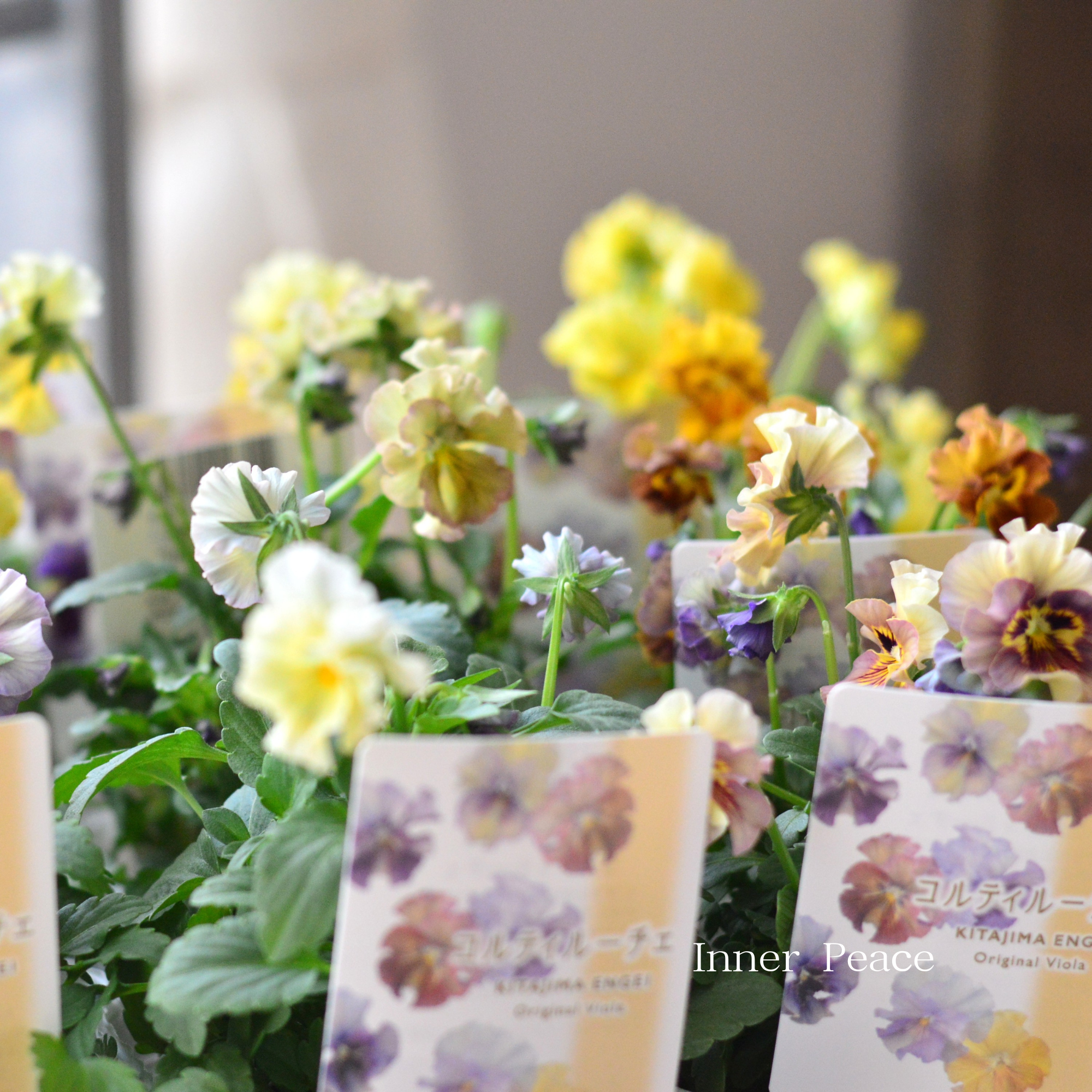 【ステキ】 北島園芸さんのビオラ 『コルティルーチェ』 3.5寸POT