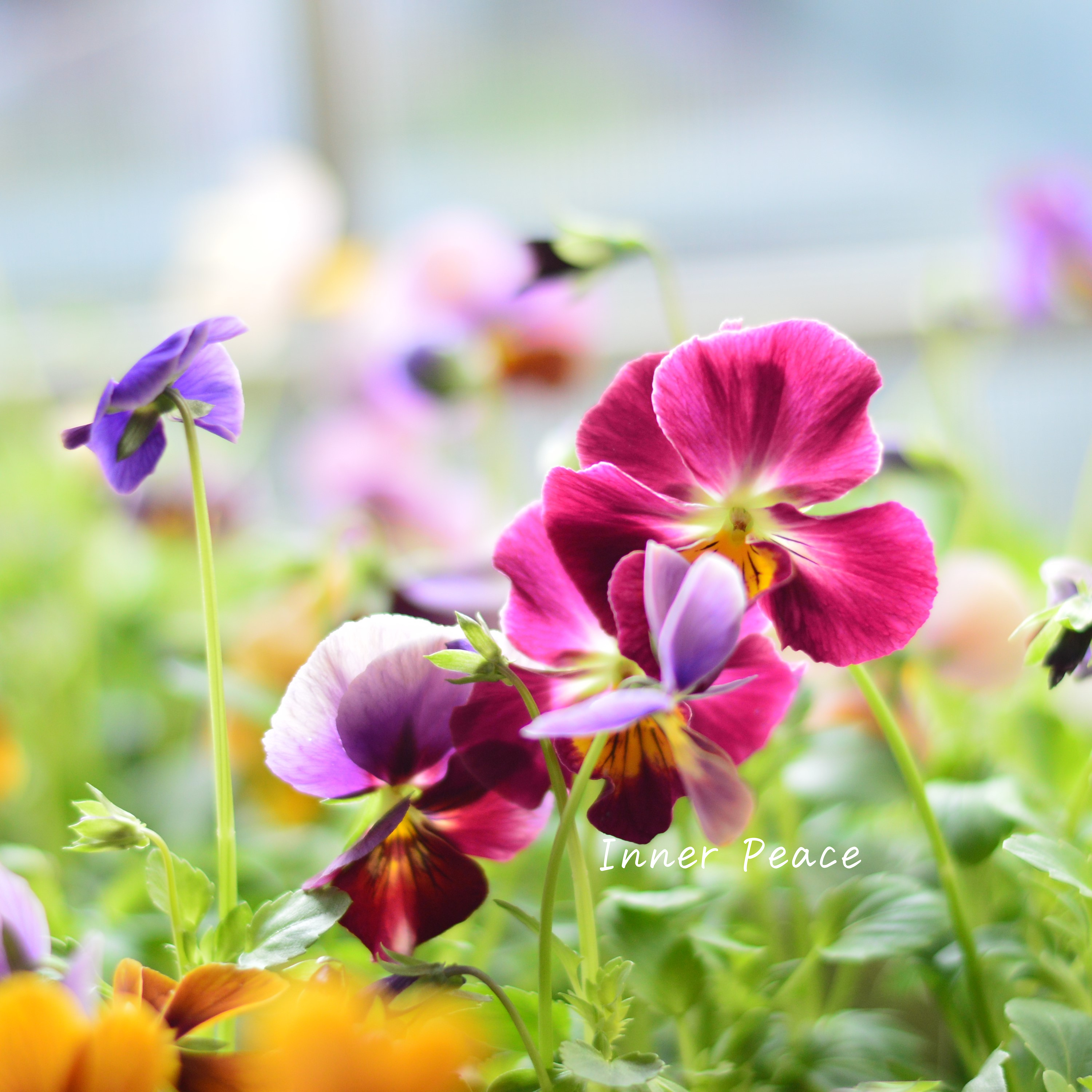 【美しい】 ビオラ 『evolve~エボルベ~・オーララ!』 3.5寸POT