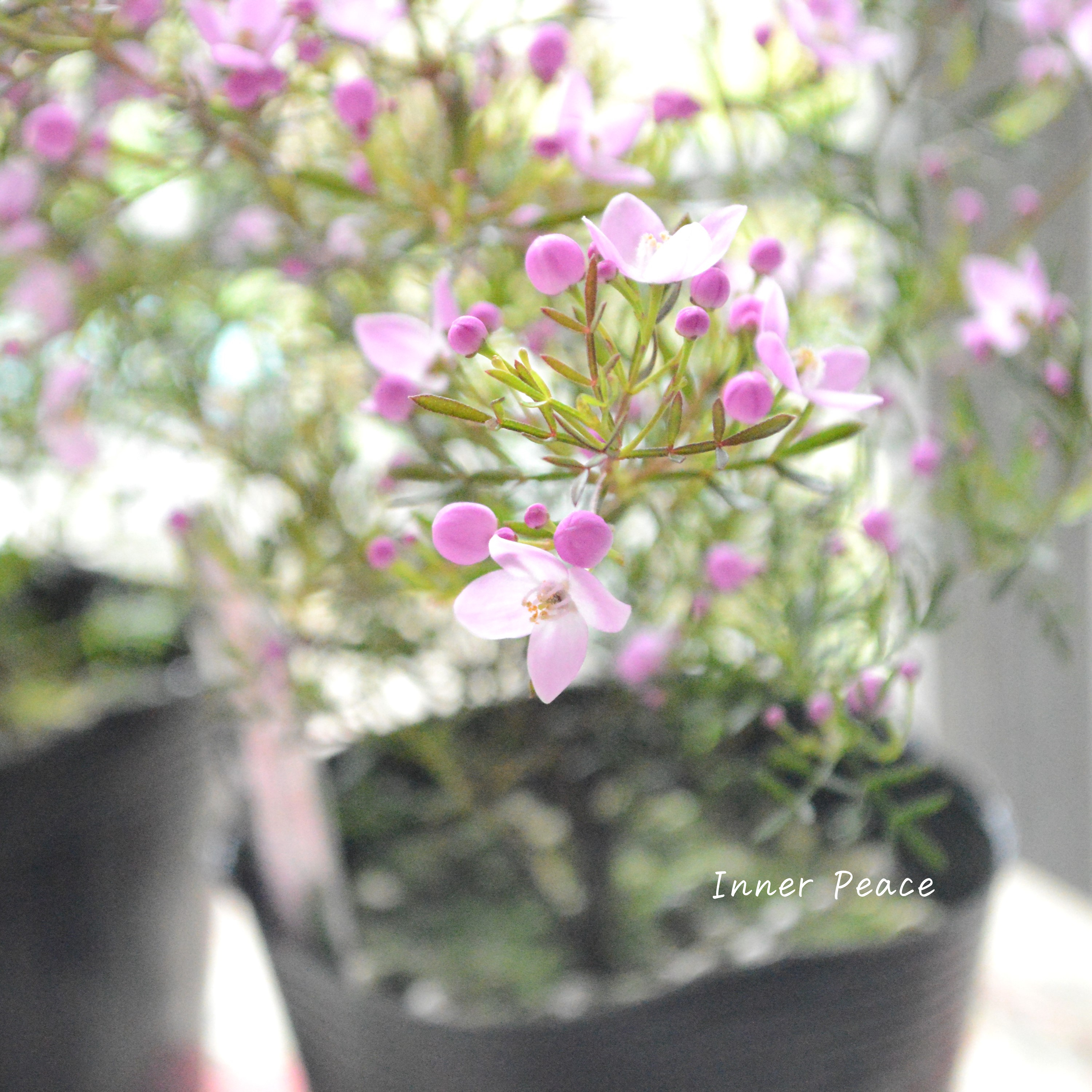 【かわいい】 ボロニア 『ピナータ』 3寸POT