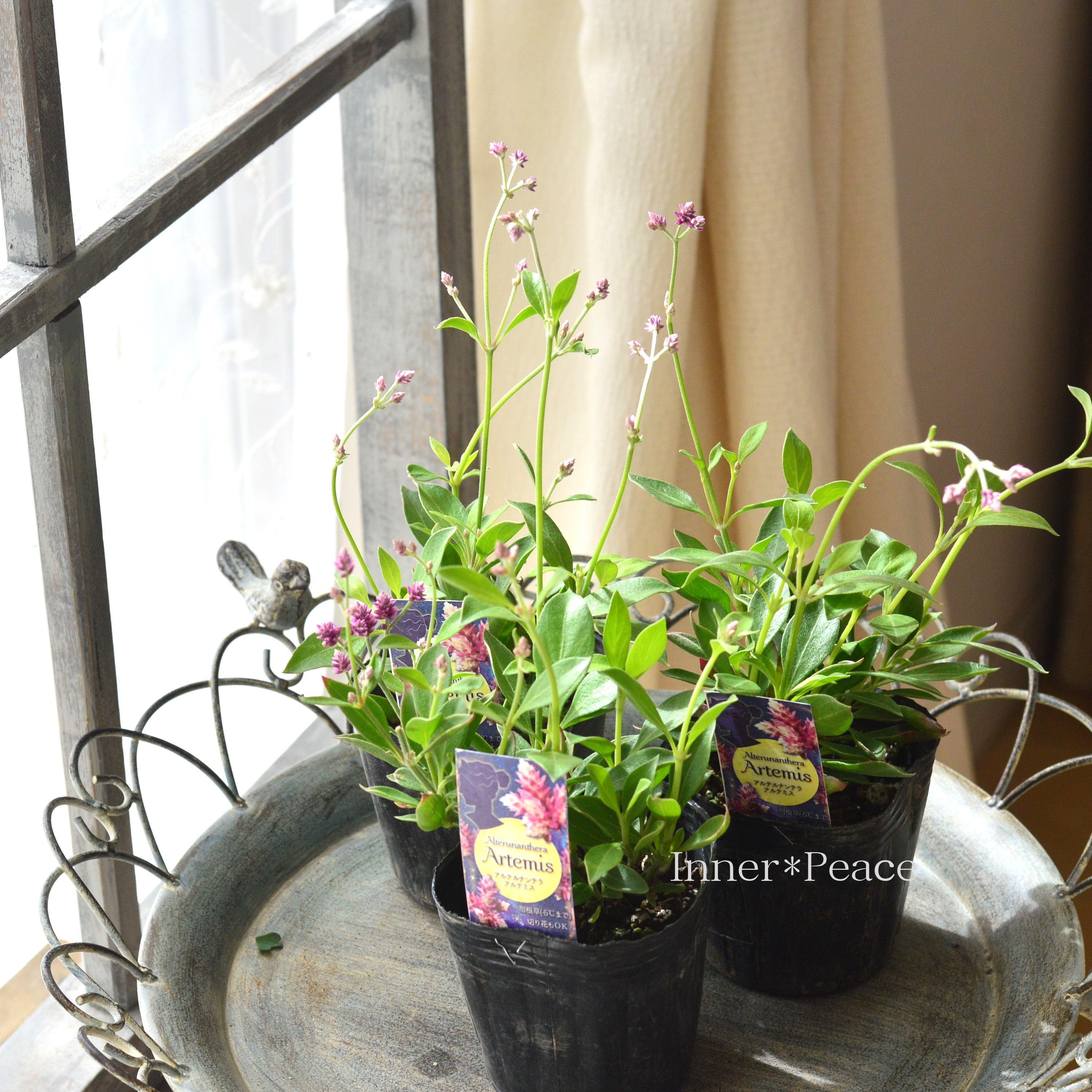 【かわいい】 アルテルナンテラ 『アルテミス』 3寸POT