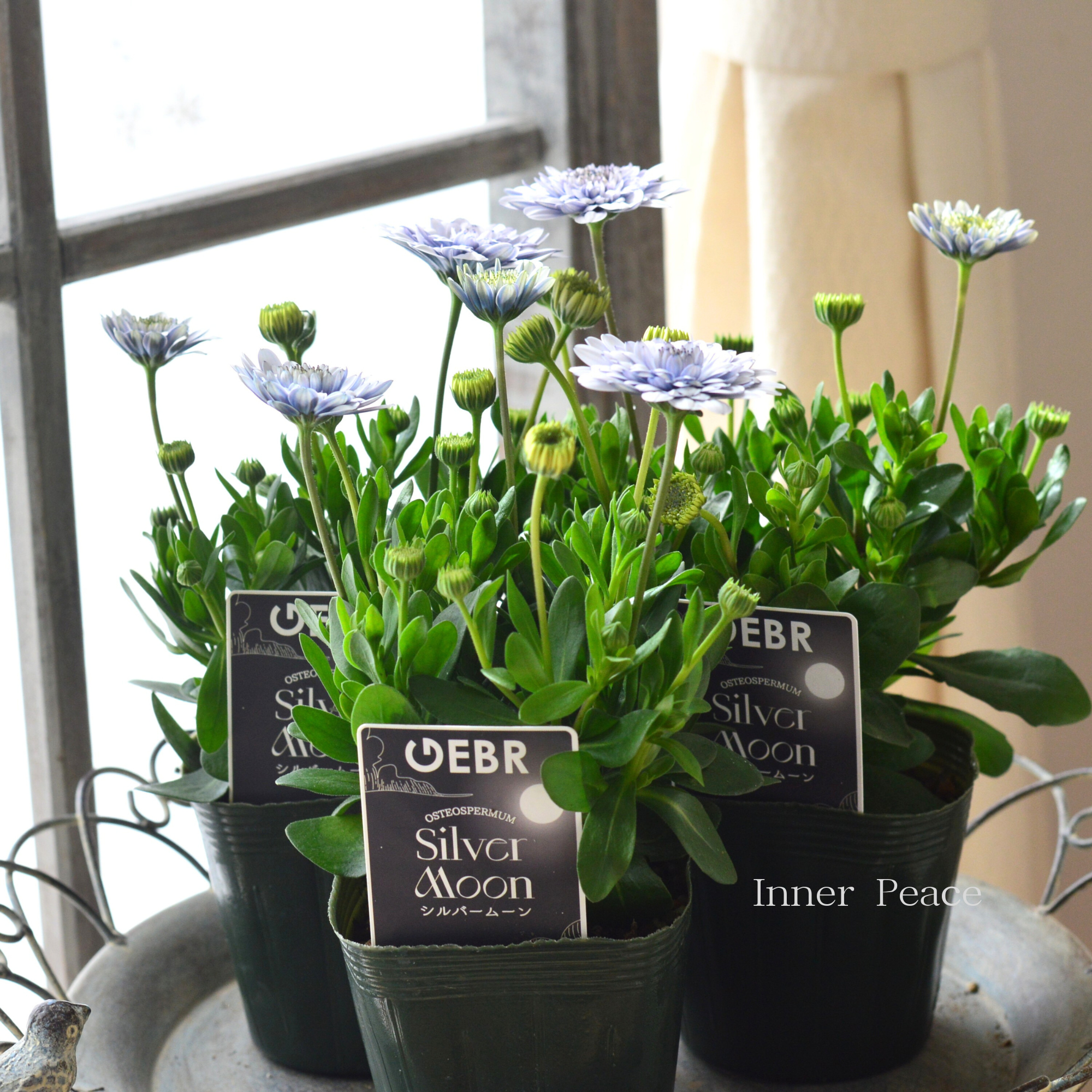 【ゲブラさん】 New! オステオスペルマム 『シルバームーン』 3.5寸POT