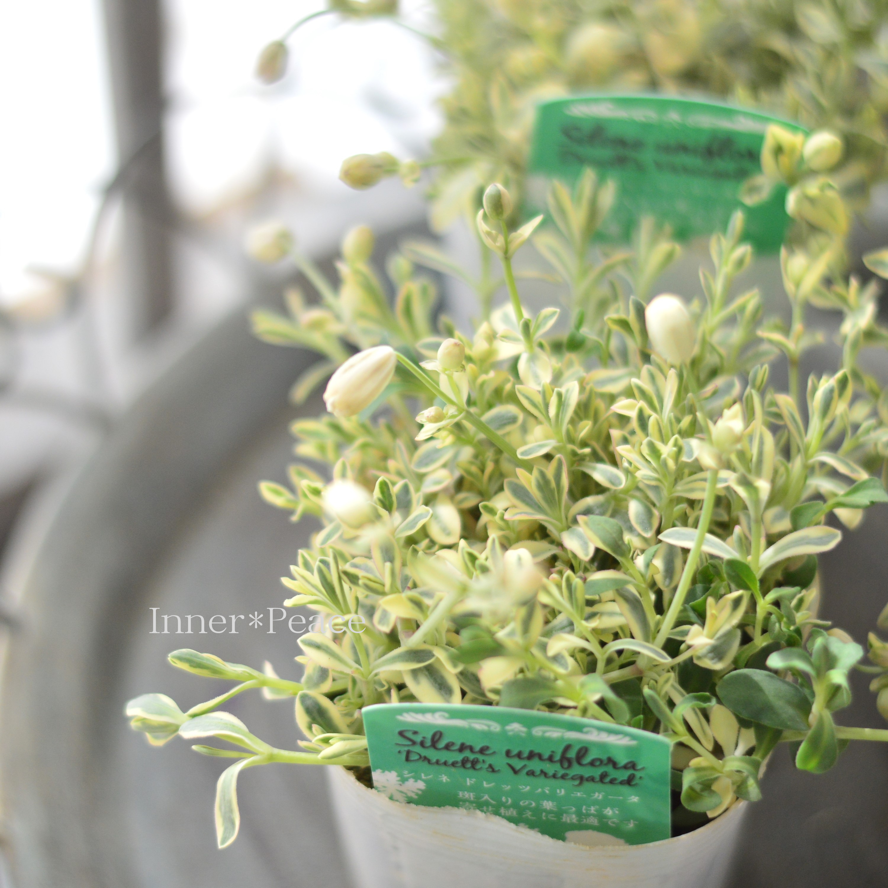 【かわいい】 シレネ 『ユニフローラ・ドレッツバリエガータ』 3寸ロングPOT