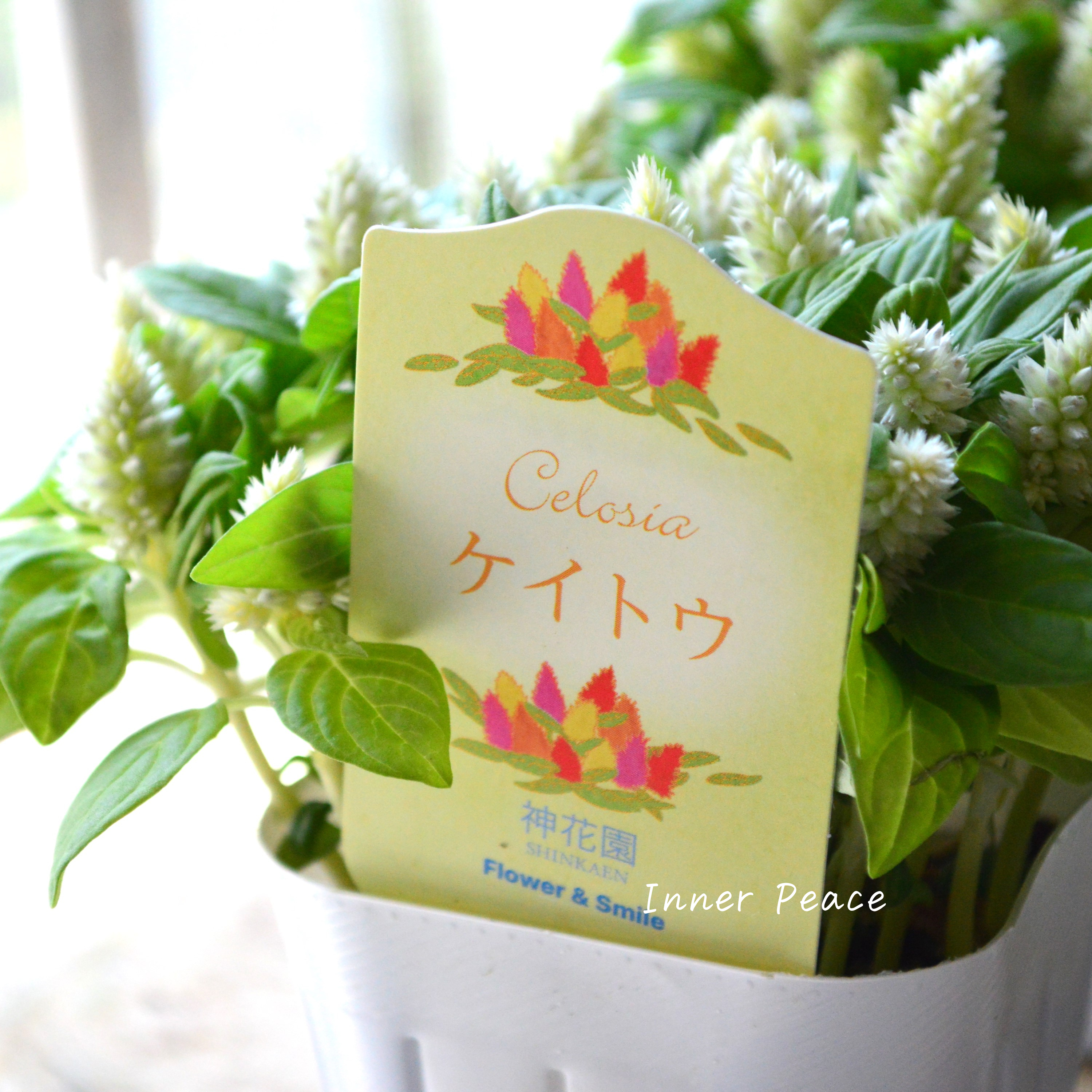 【秋のお花】 ケイトウ(多粒撒き) 『クリーム』 3寸POT