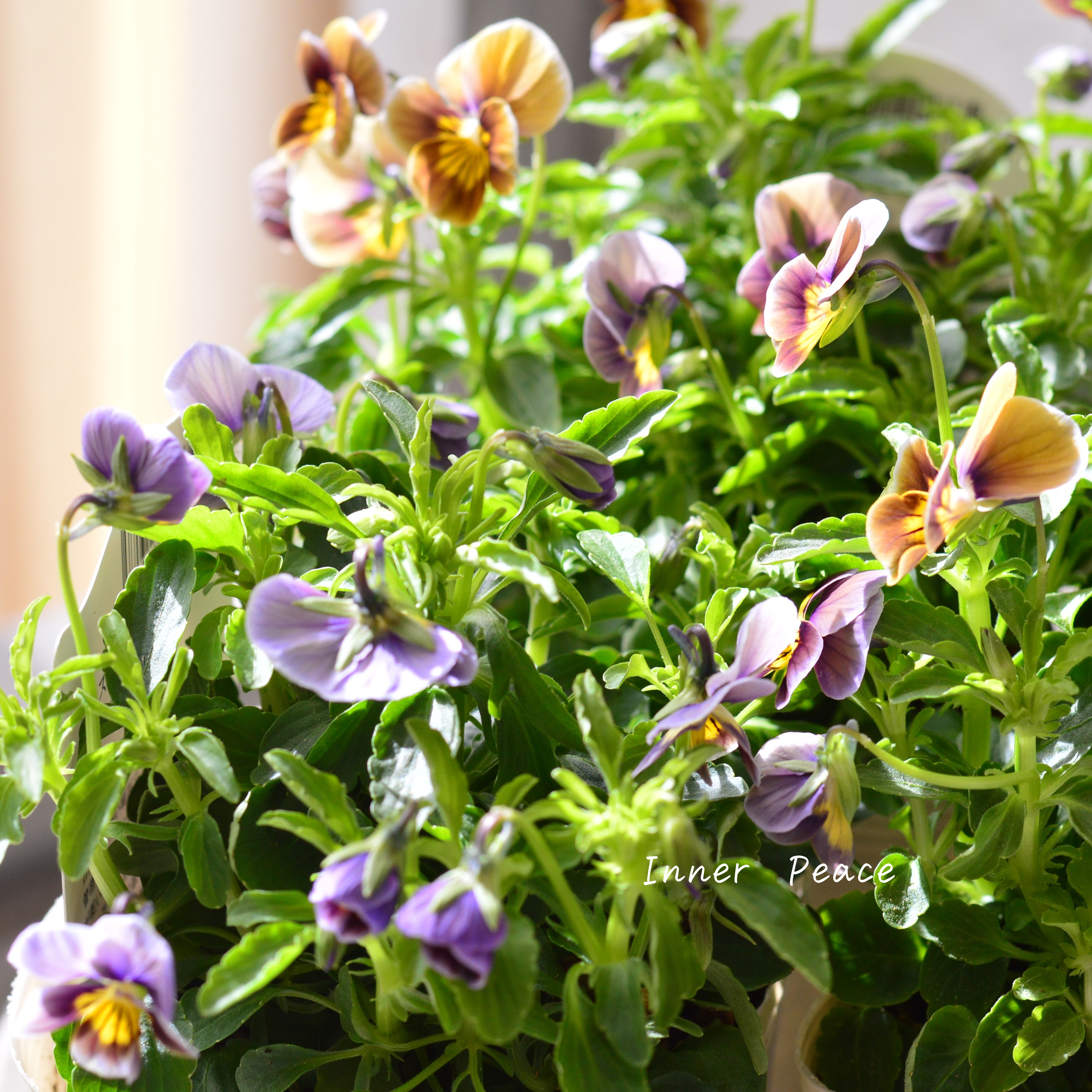 【シック】 ビオラ 『フロステッドチョコレート』 3.5寸POT