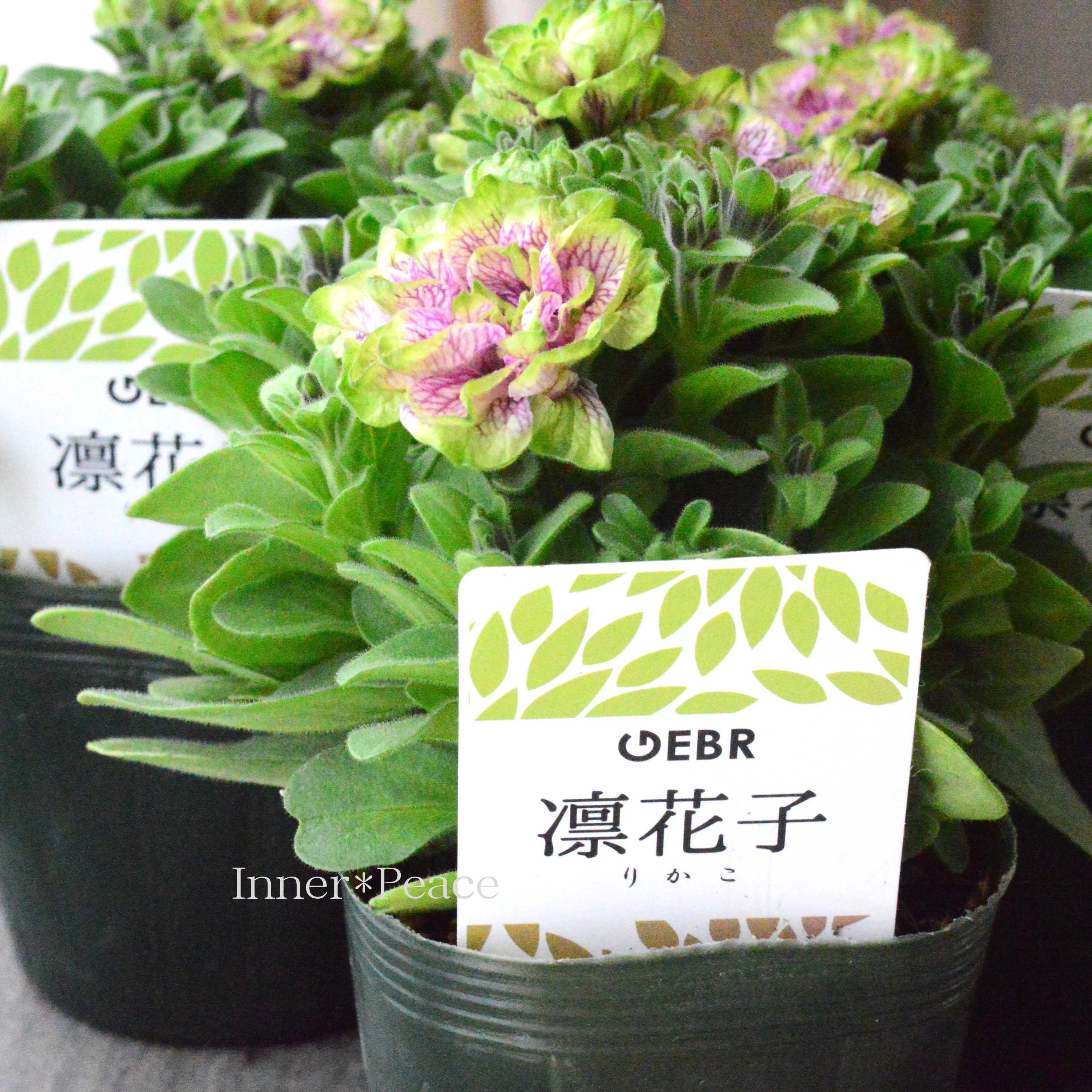 【ゲブラさんオリジナル】 八重咲きペチュニア 『凛花子』 3.5寸POT