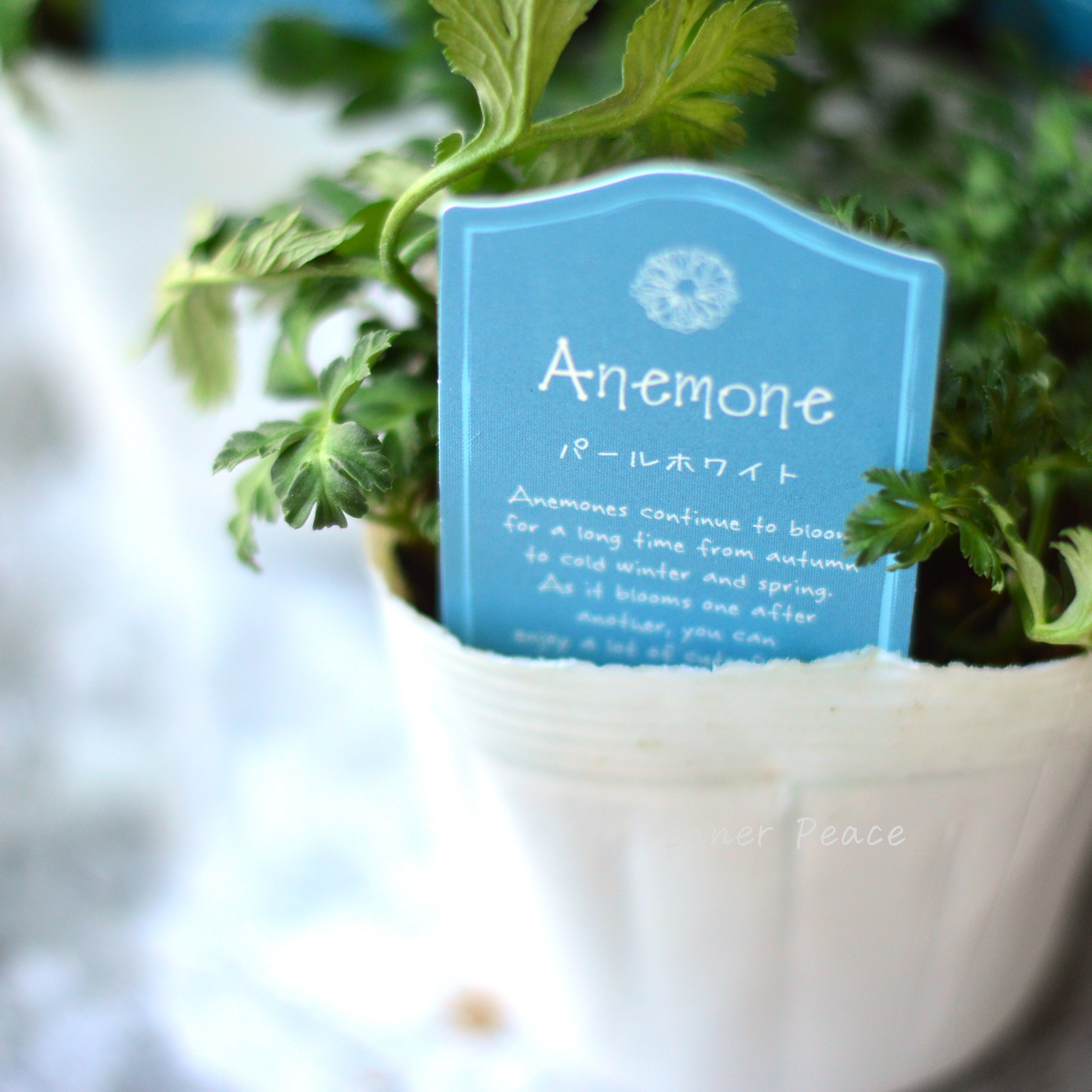 【八重咲き】 アネモネ 『パールホワイト』 3~3.5寸POT