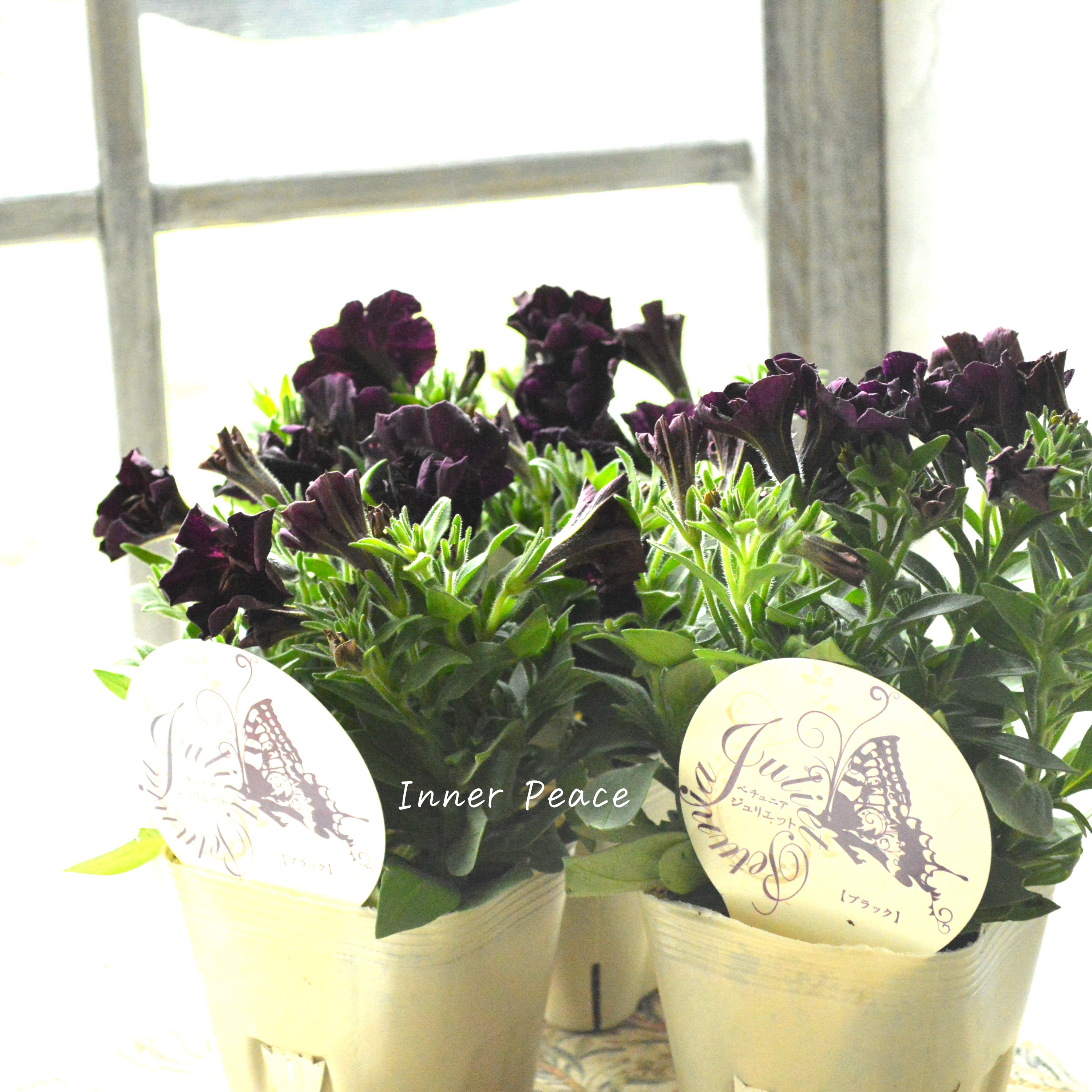 【花芳さんオリジナル】 八重咲きペチュニア 『ジュリエット・ブラック』 3.5寸POT