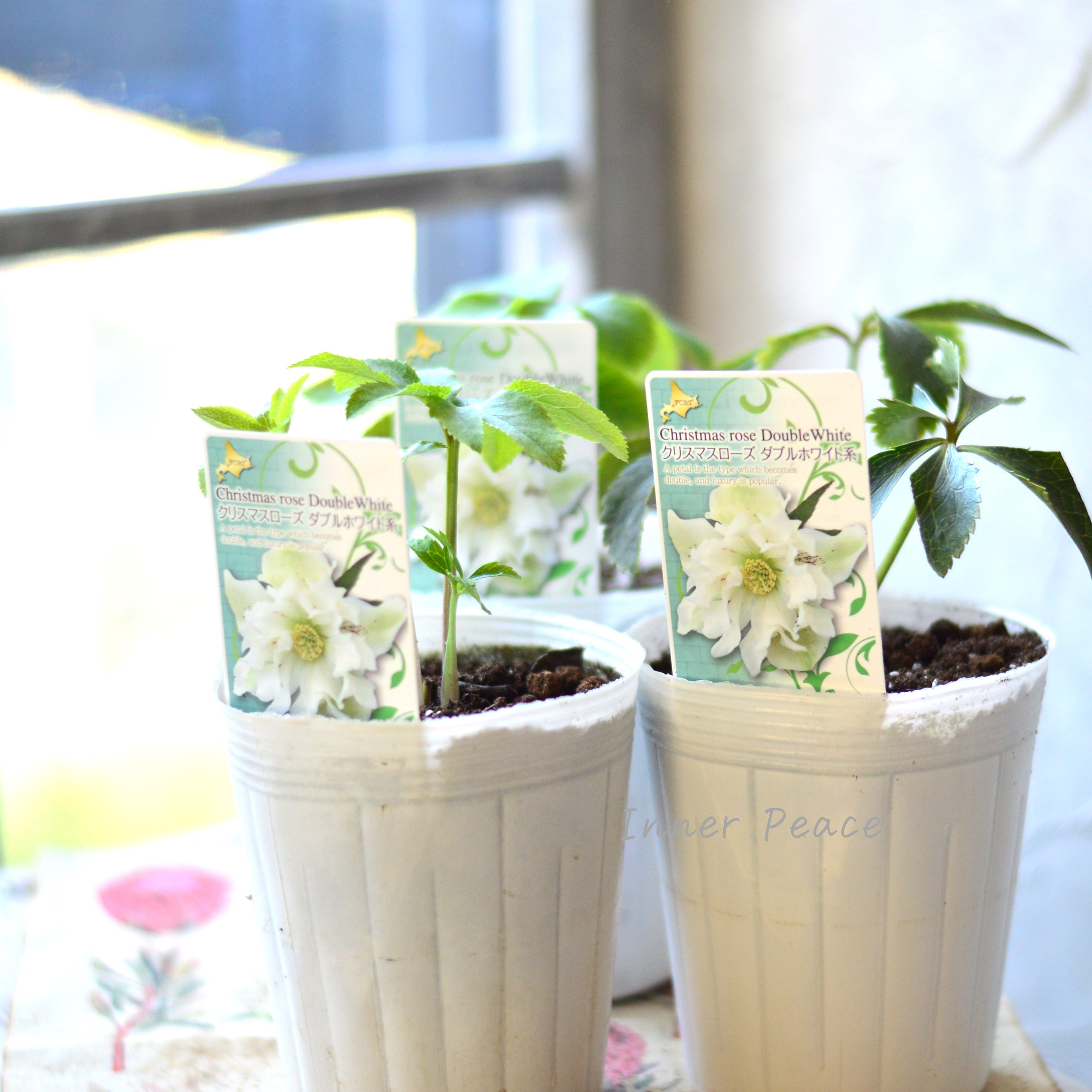【八重咲き】 クリスマスローズ 『ダブルホワイト系』 3.5寸ロングPOT