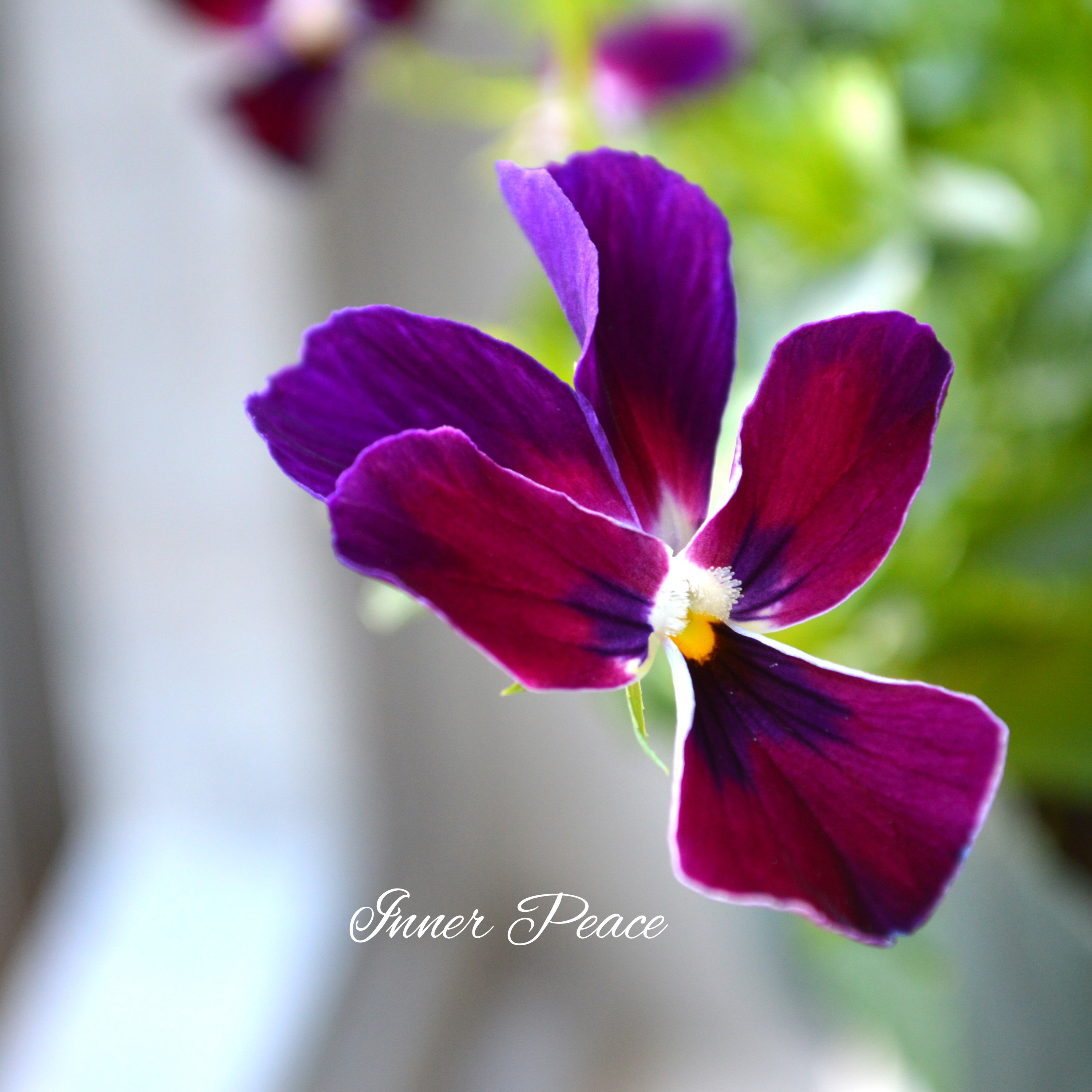 【ゲブラさん】 ビオラ 『ミステリアスバニー』 3.5寸POT