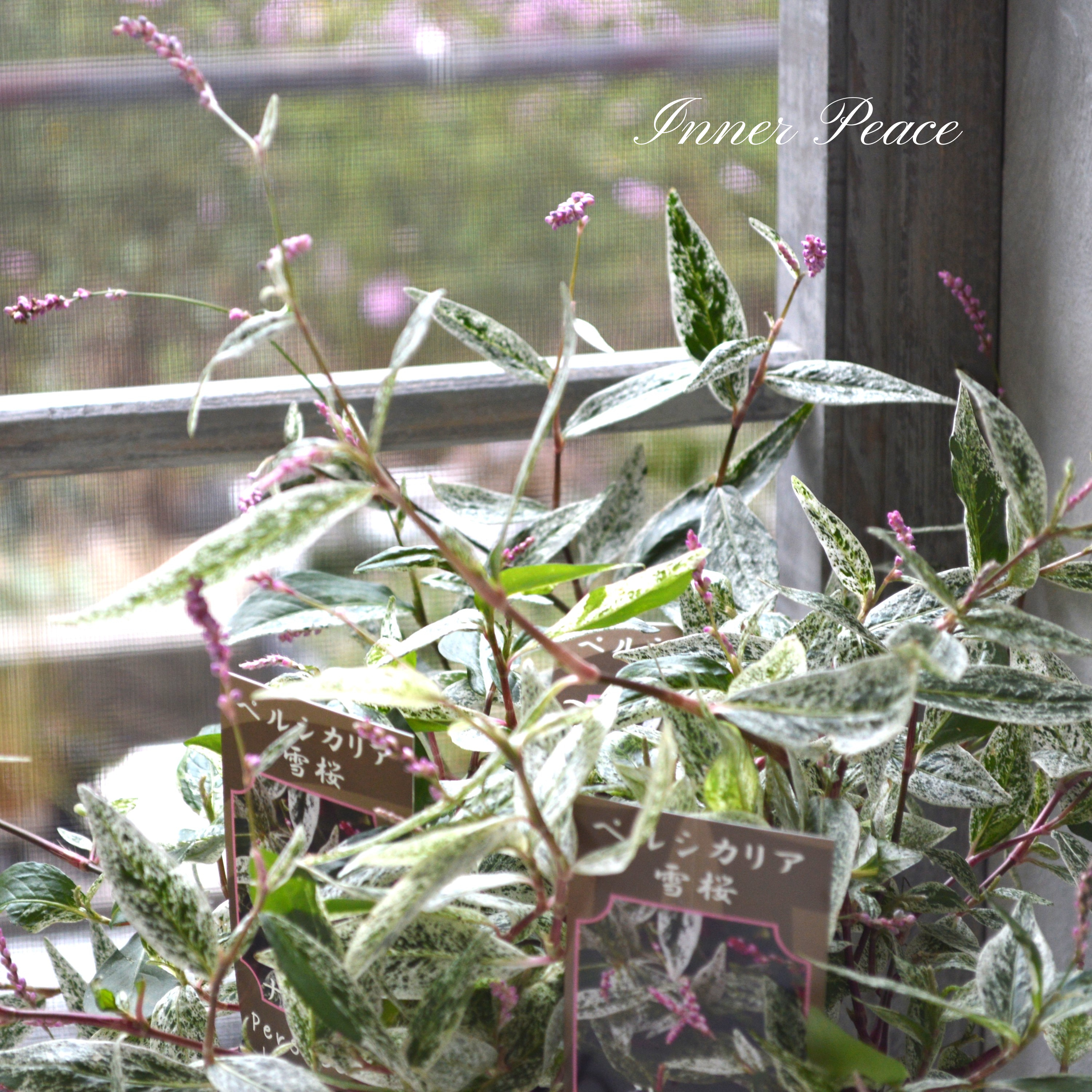 【希少】 ペルシカリア 『雪桜』 2.5寸ロングPOT