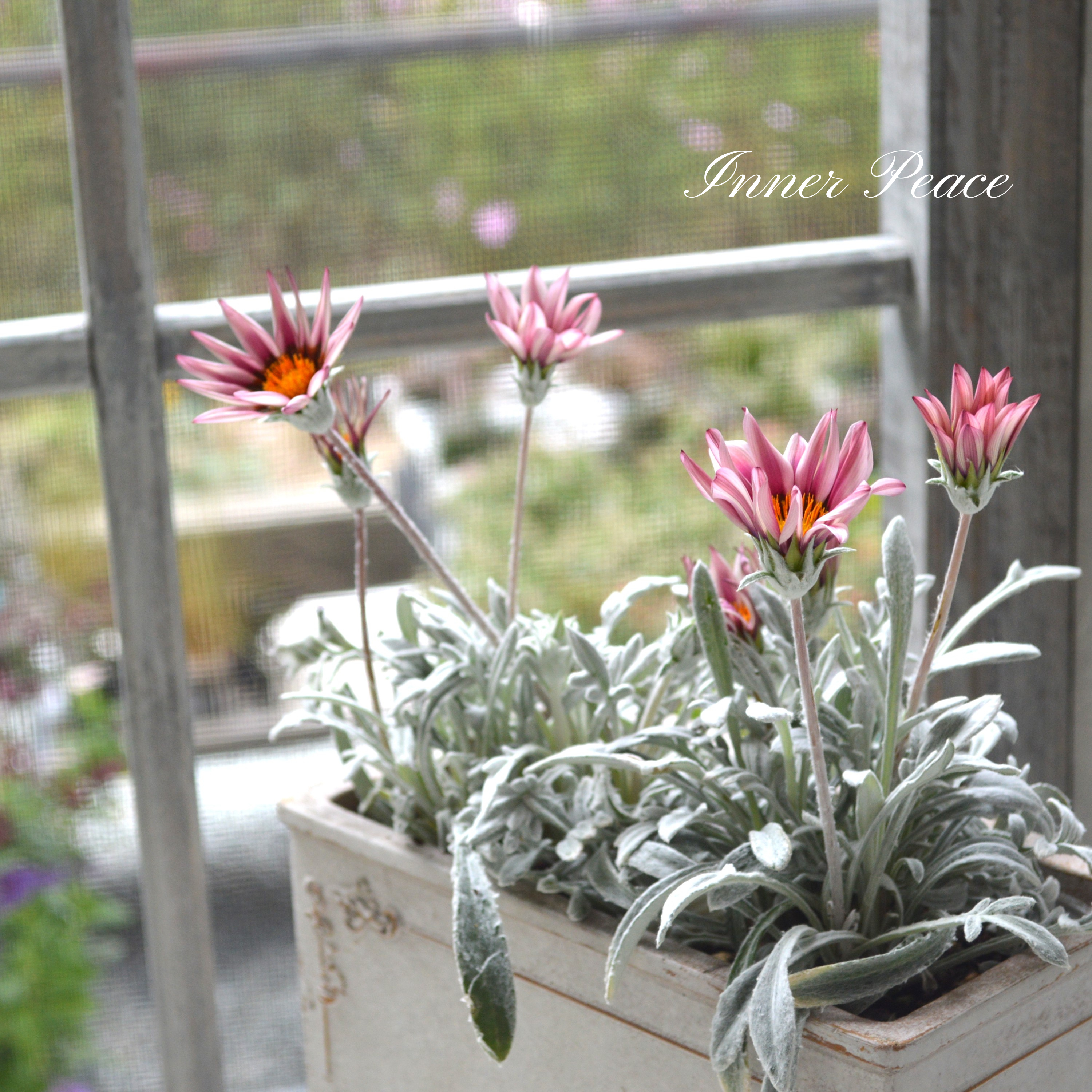 【希少】 ガザニア 『クリムゾンフラッシュ』 3.5寸POT