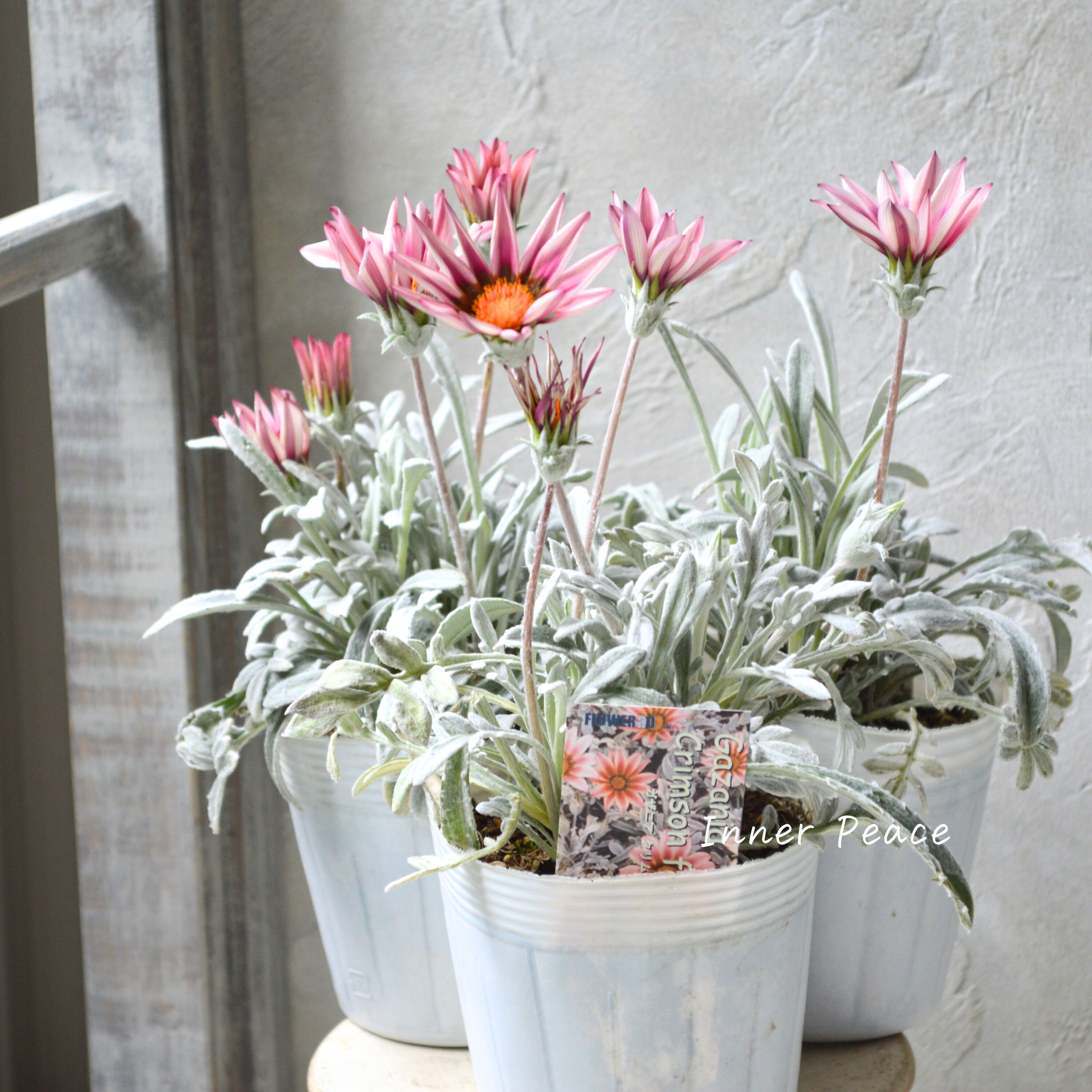 【希少】 ガザニア 『クリムゾンフラッシュ』 3.5寸POT