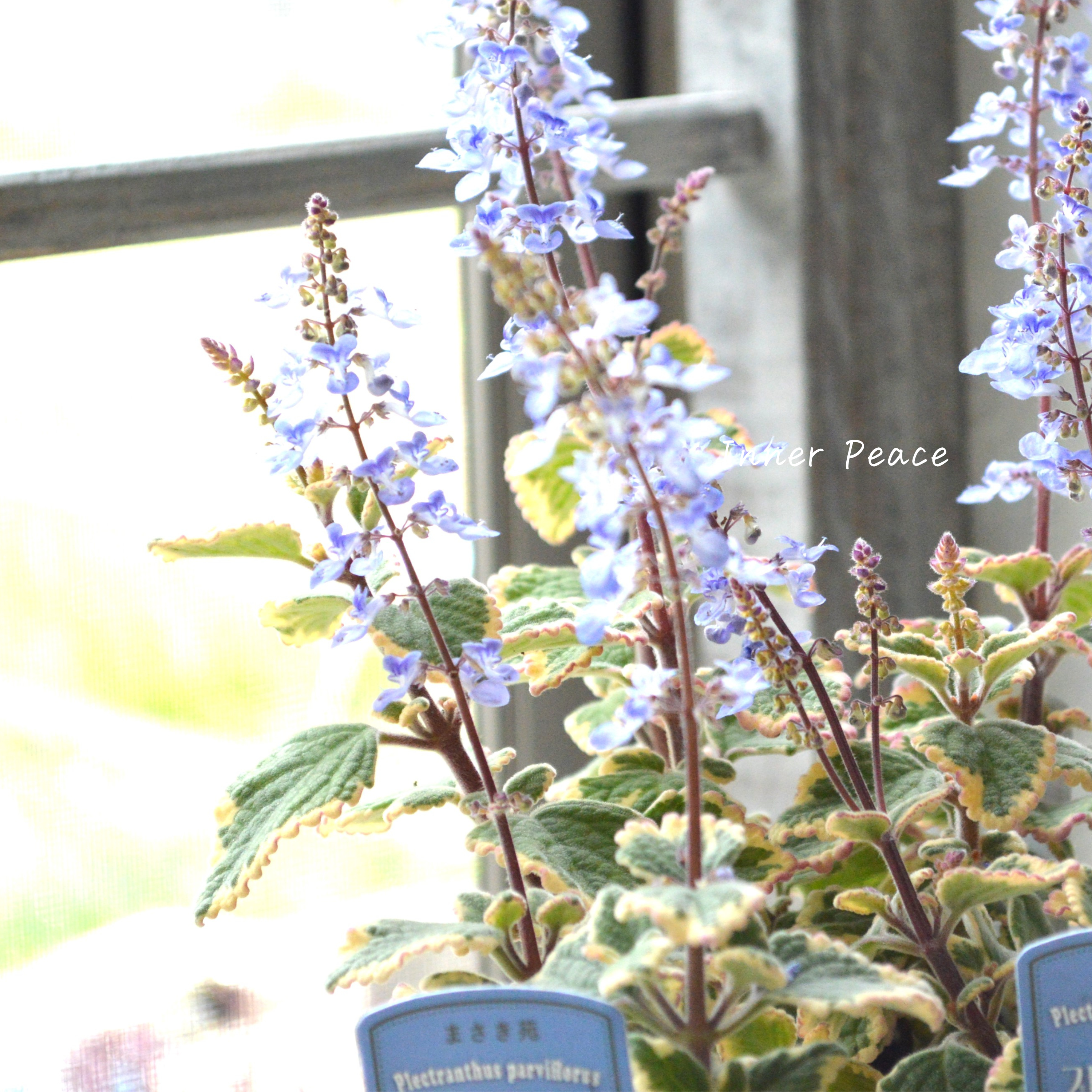 【美しい】 プレクトランサス 『ブルースパイヤー』 3寸~3.5寸POT