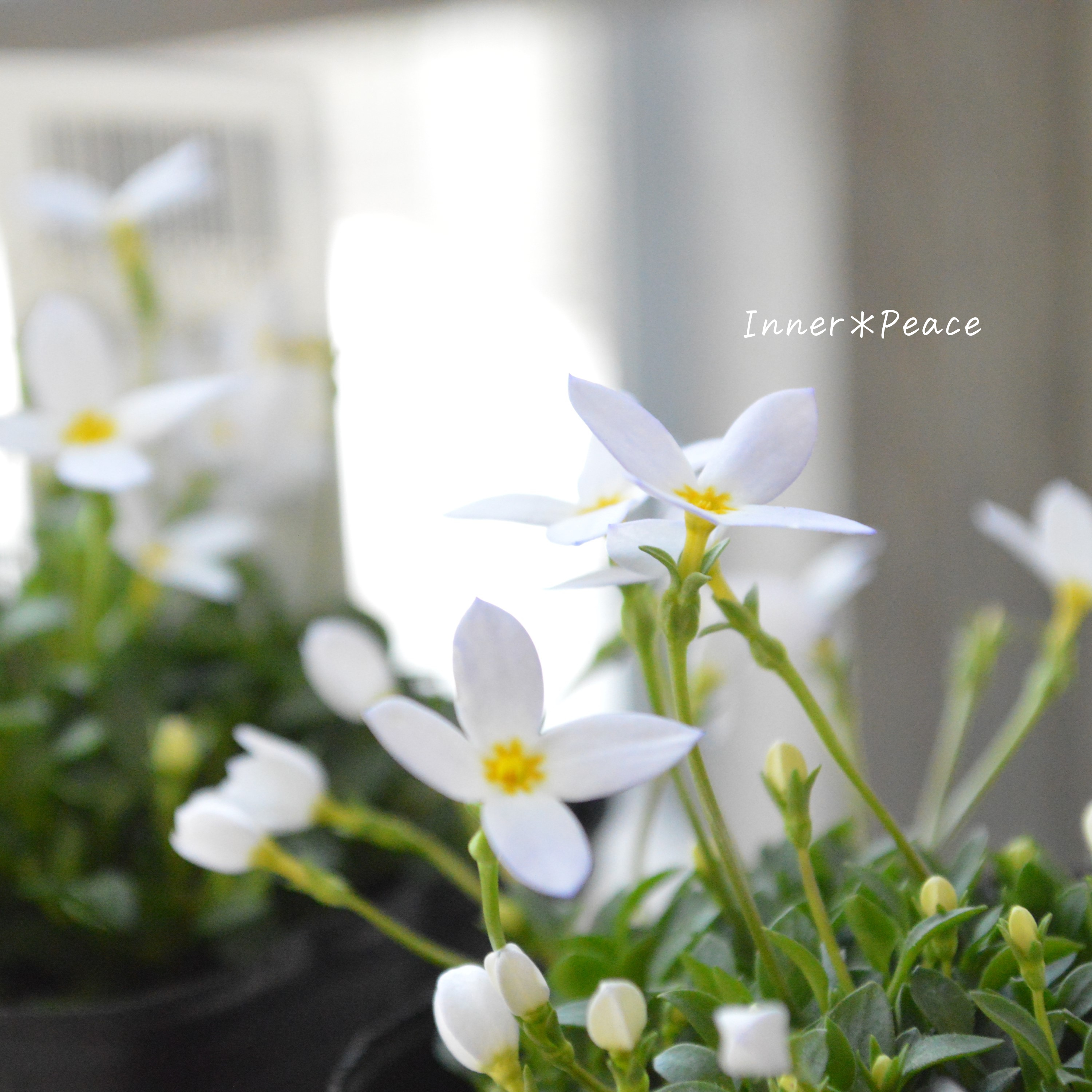 【かわいい】 ヒナソウ 『ホワイト』 3寸POT