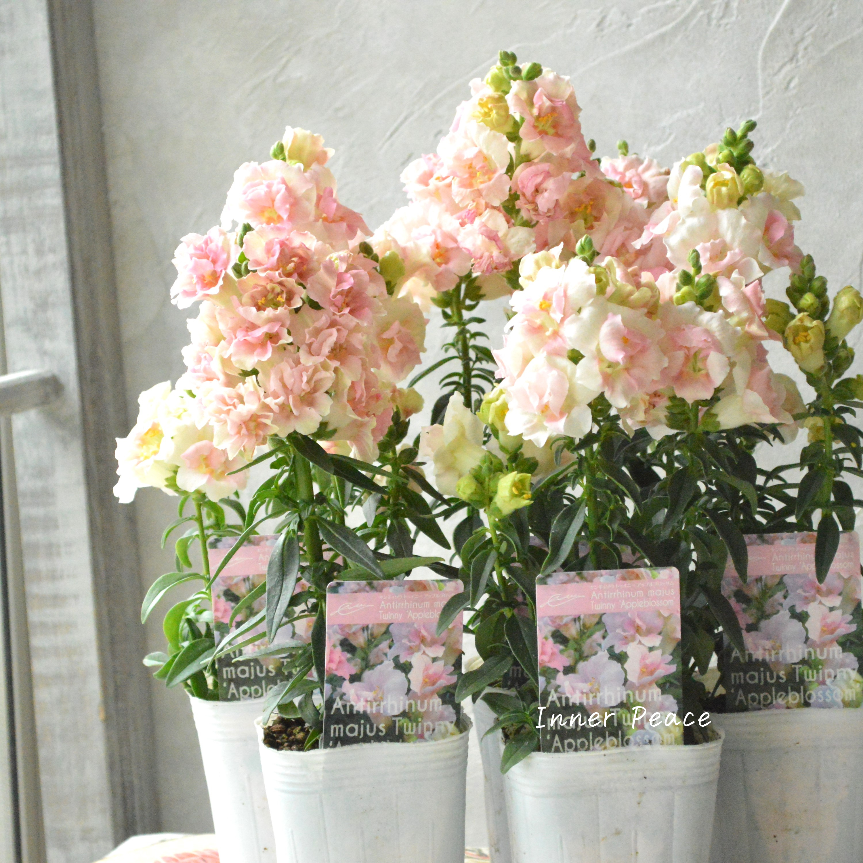 【かわいい】 奥田さん生産の キンギョソウ・トゥイニー 『アップルブロッサム』 3寸POT