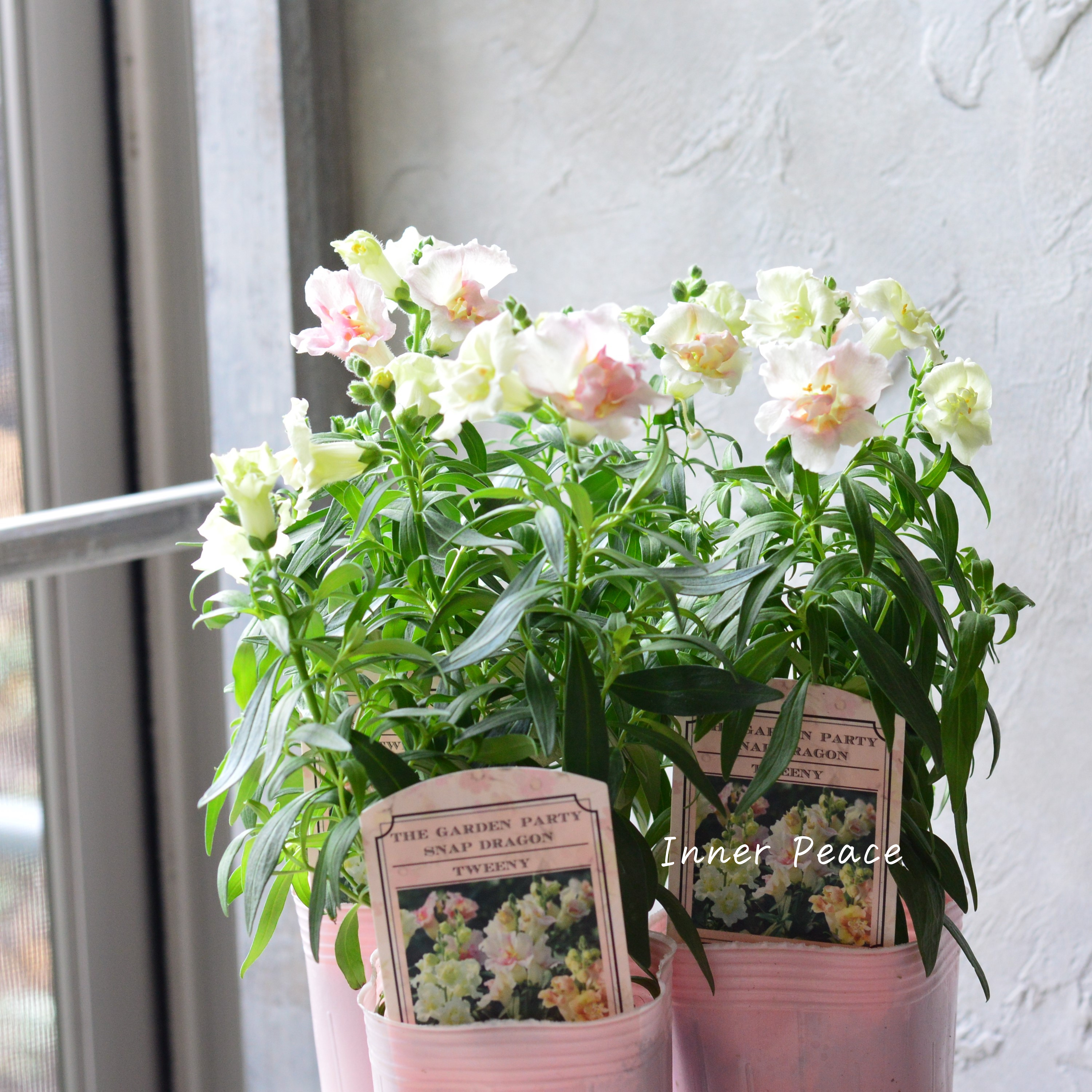 【かわいい】 キンギョソウ・トゥイニー 『アップルブロッサム』 3寸ロングPOT