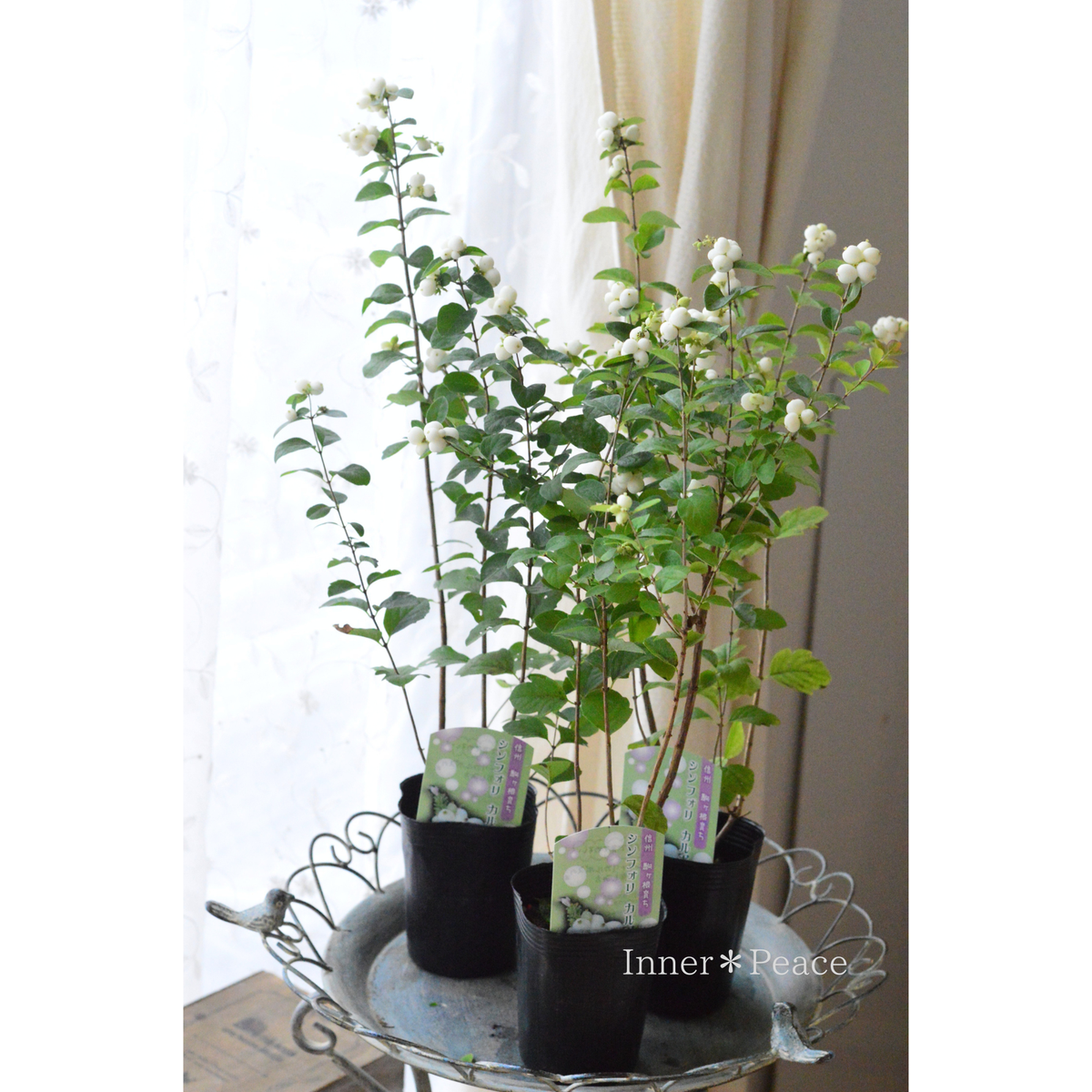 【白い実】 シンフォリカルポス 3寸POT