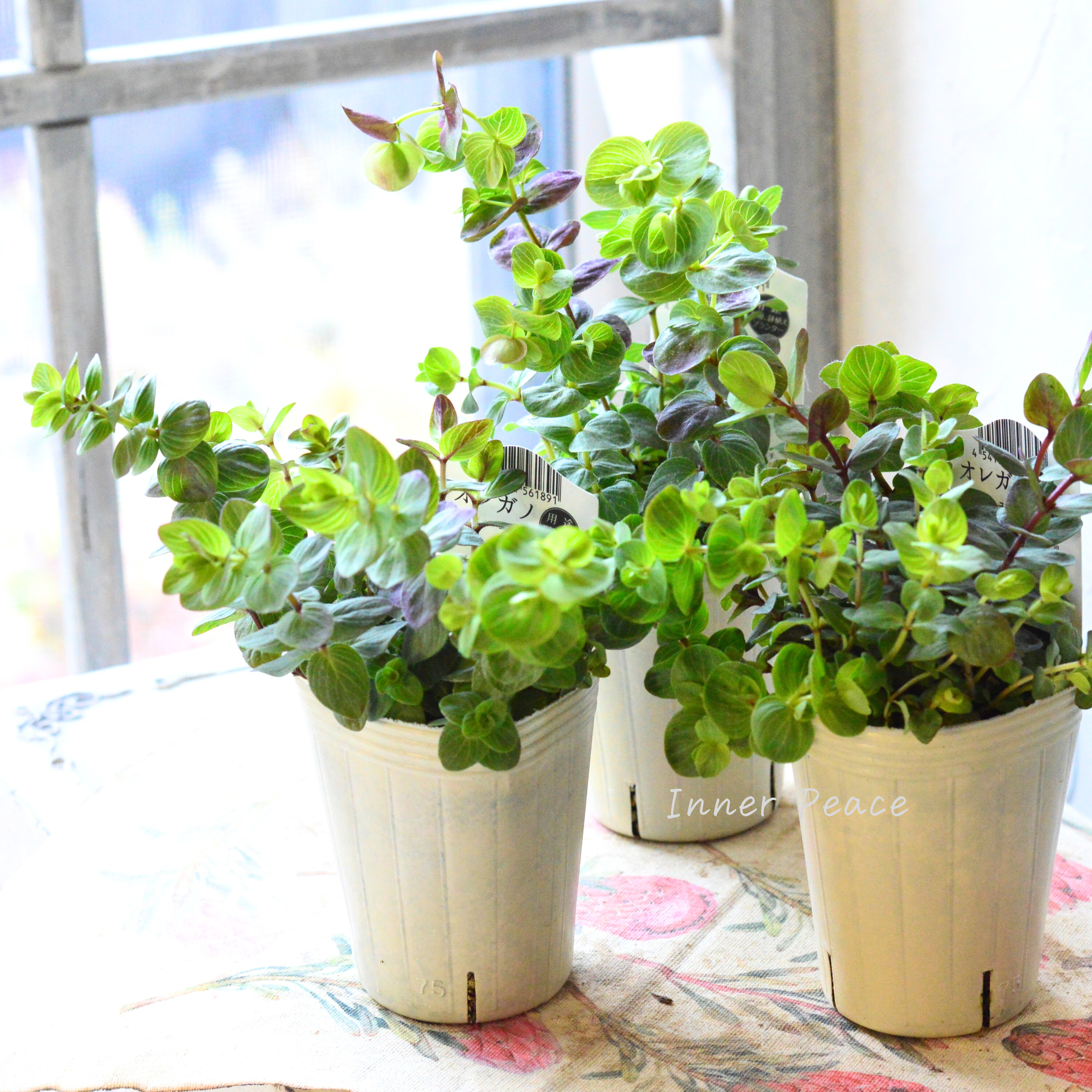 【人気】 オレガノ 『ミルフィーユリーフ』  2.5寸POT