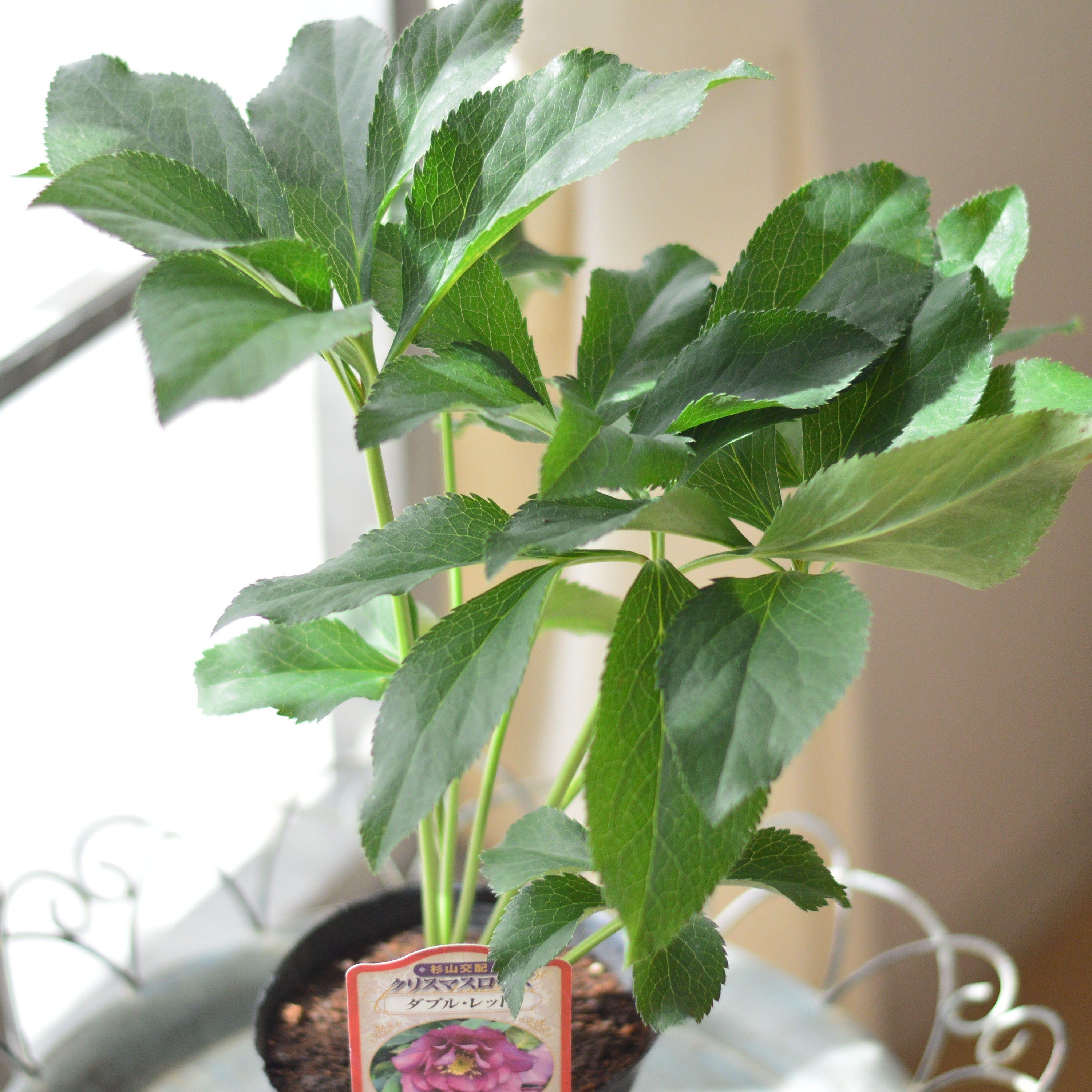 【杉光園芸さん】 クリスマスローズ 『ダブル・レッド』 4寸POT