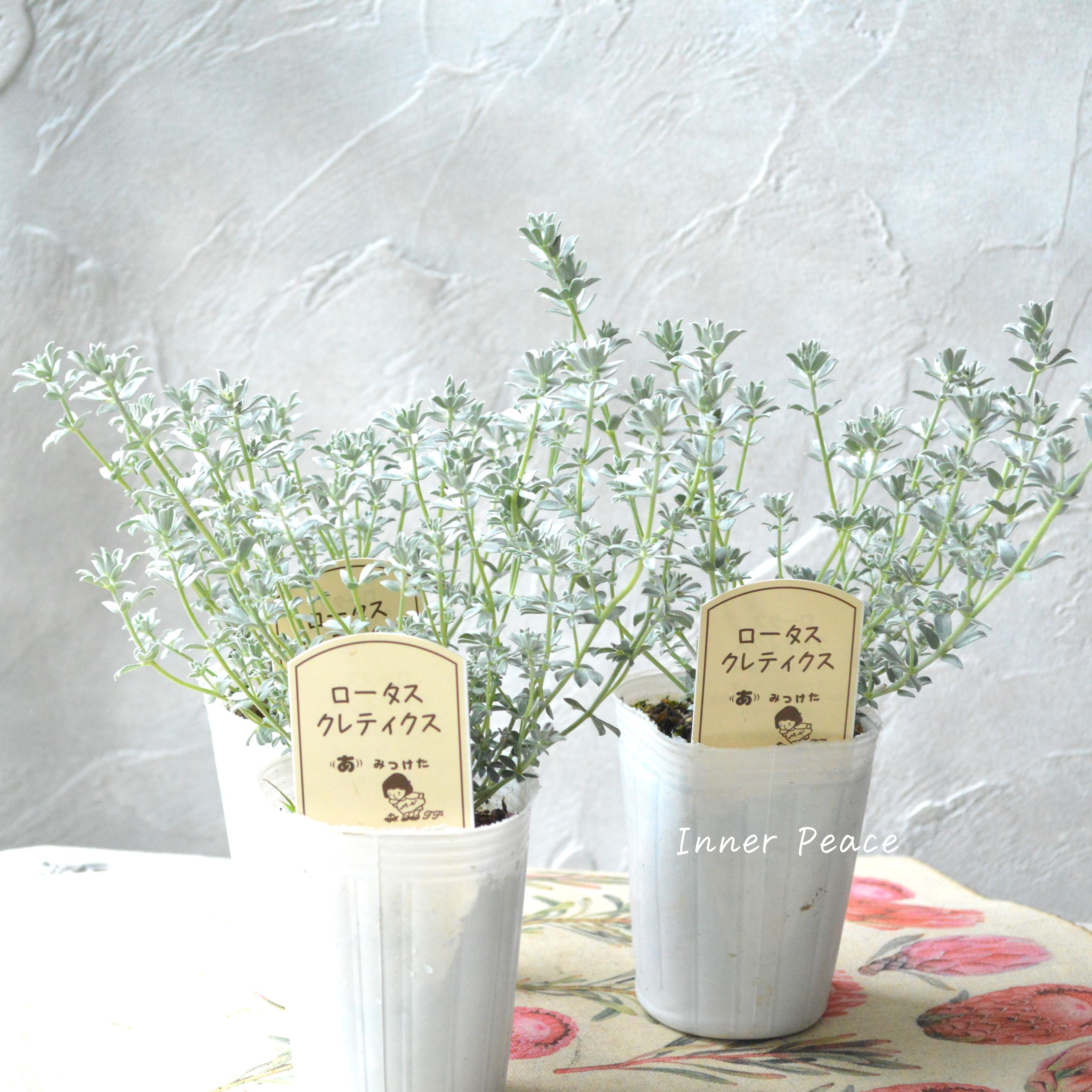 【寄せ植えに】 ロータス 『クレティクス』 2.5~3寸POT