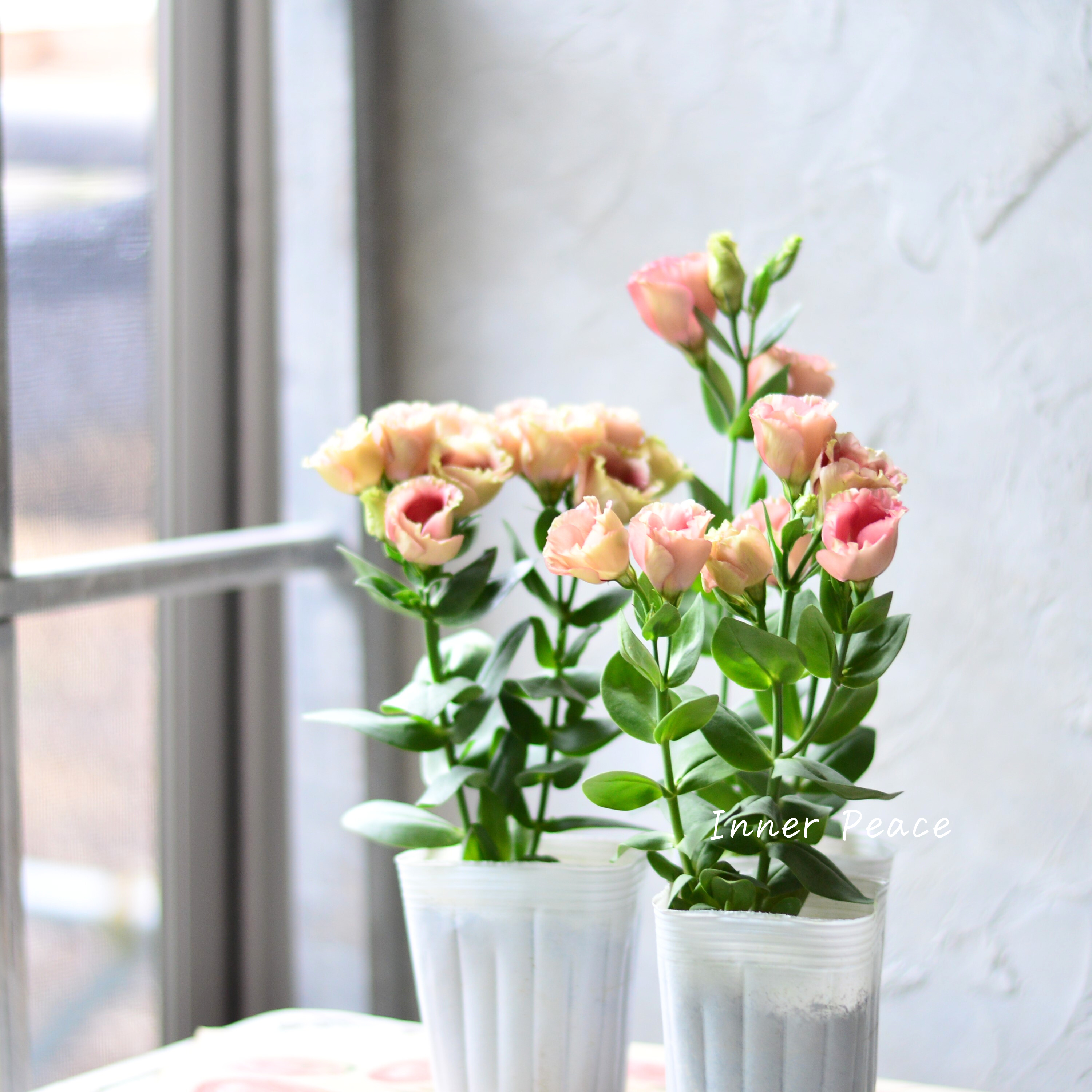 【美しい】 トルコギキョウ 『プッチーノチョコ』 2.5~3寸POT