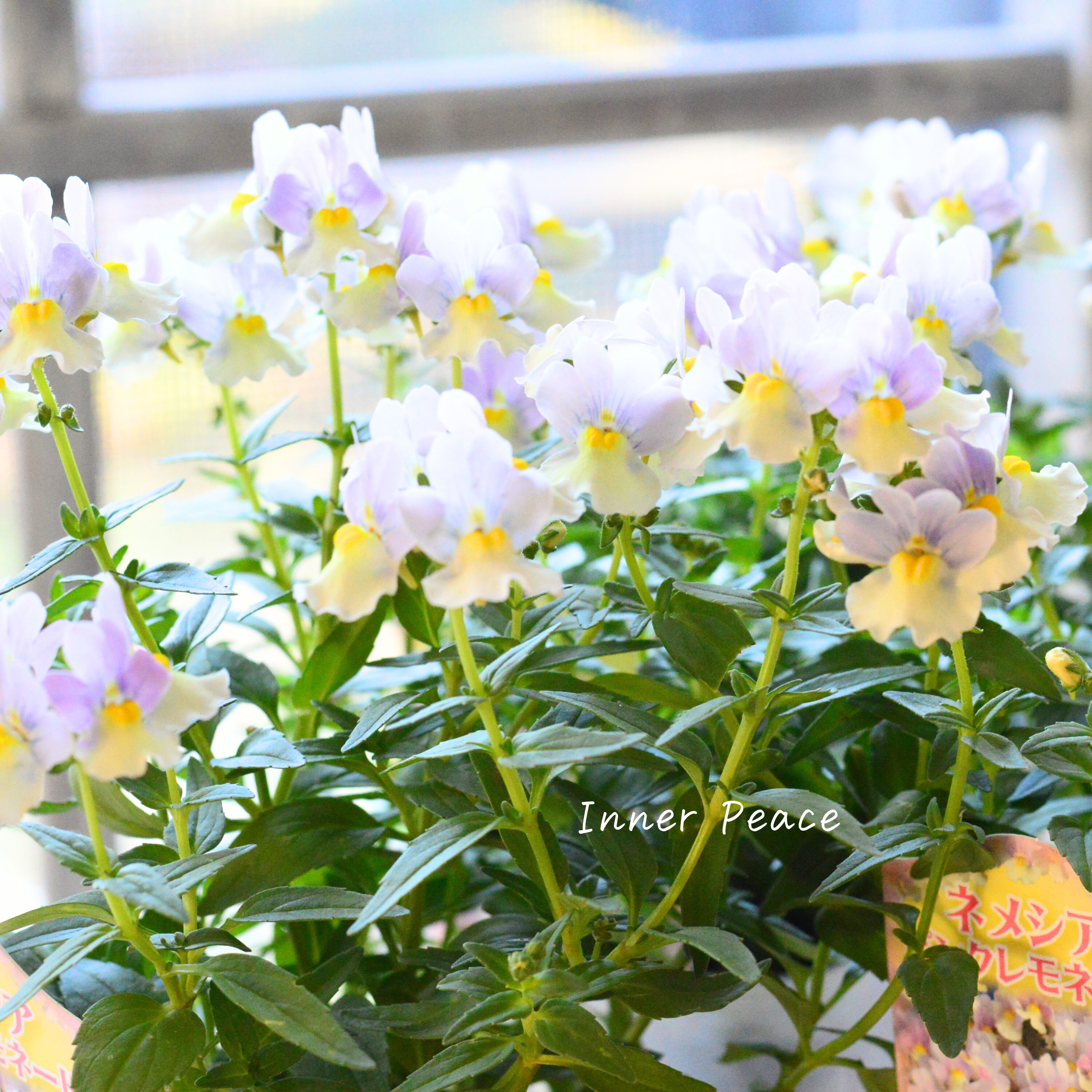 【かわいい】 ネメシア 『ピンクレモネード』 3.5寸POT