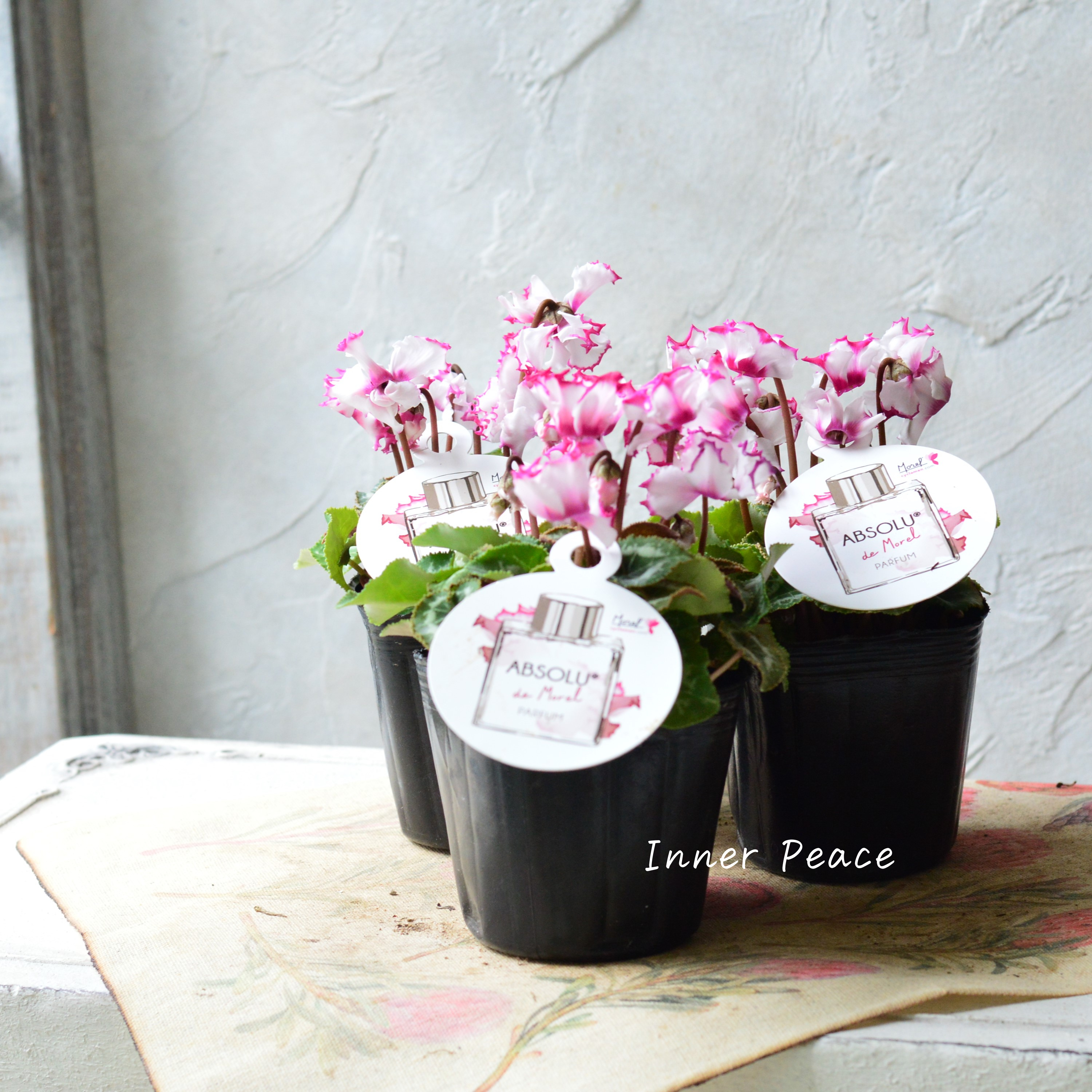 【芳香】 ガーデンシクラメン 『アブソルドゥモレル』 3寸POT