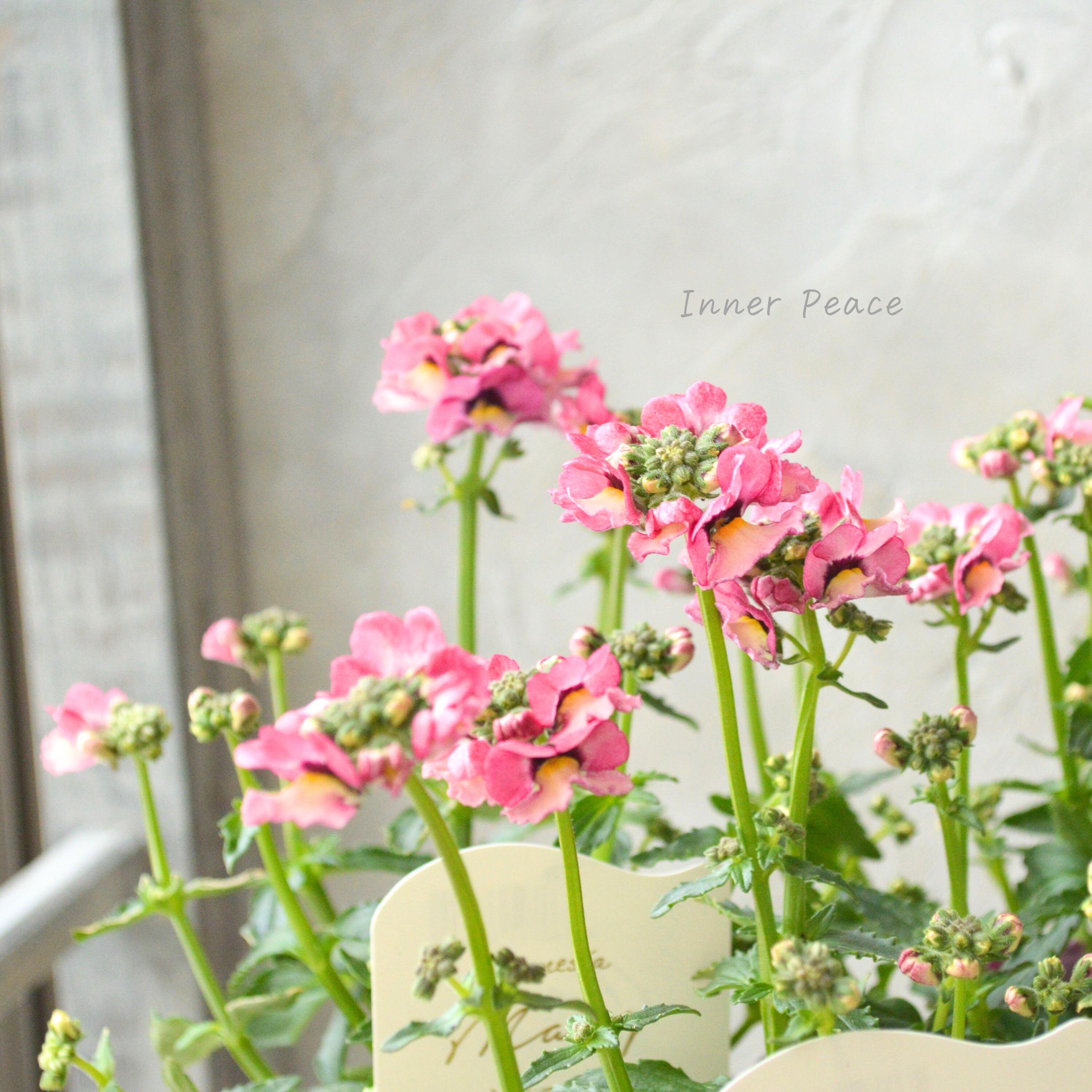 【花芳さん】 ネメシア 『マリー・ラヴィアンローズ』 3.5寸POT