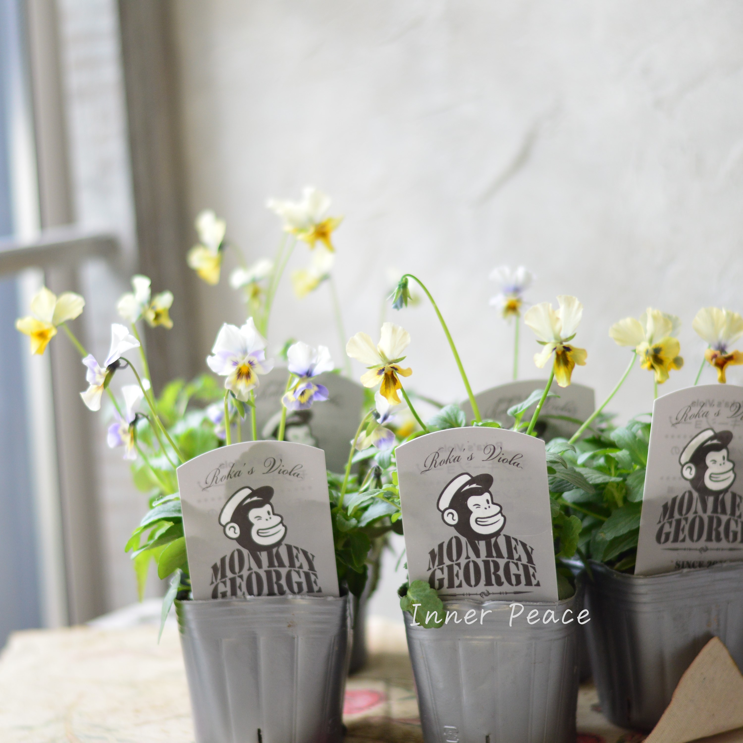 【石川園芸さん】 ビオラ 『モンキージョージ』 3寸POT