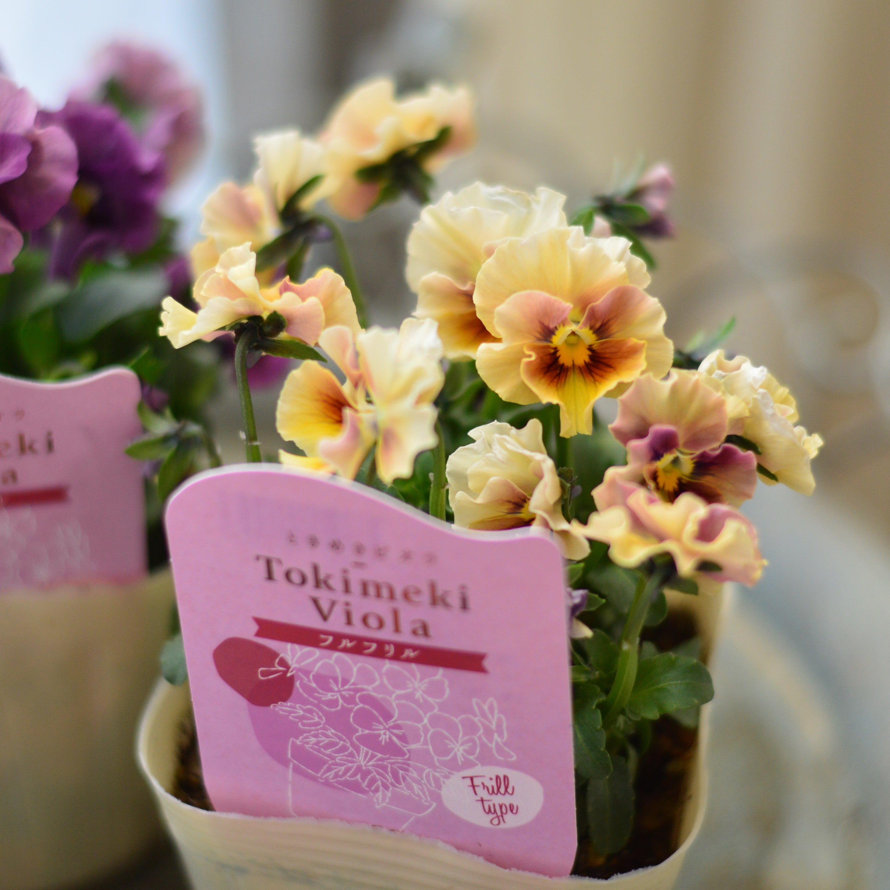 【奥田園芸さん】 ときめきビオラ 『フルフリル』 3.5寸POT