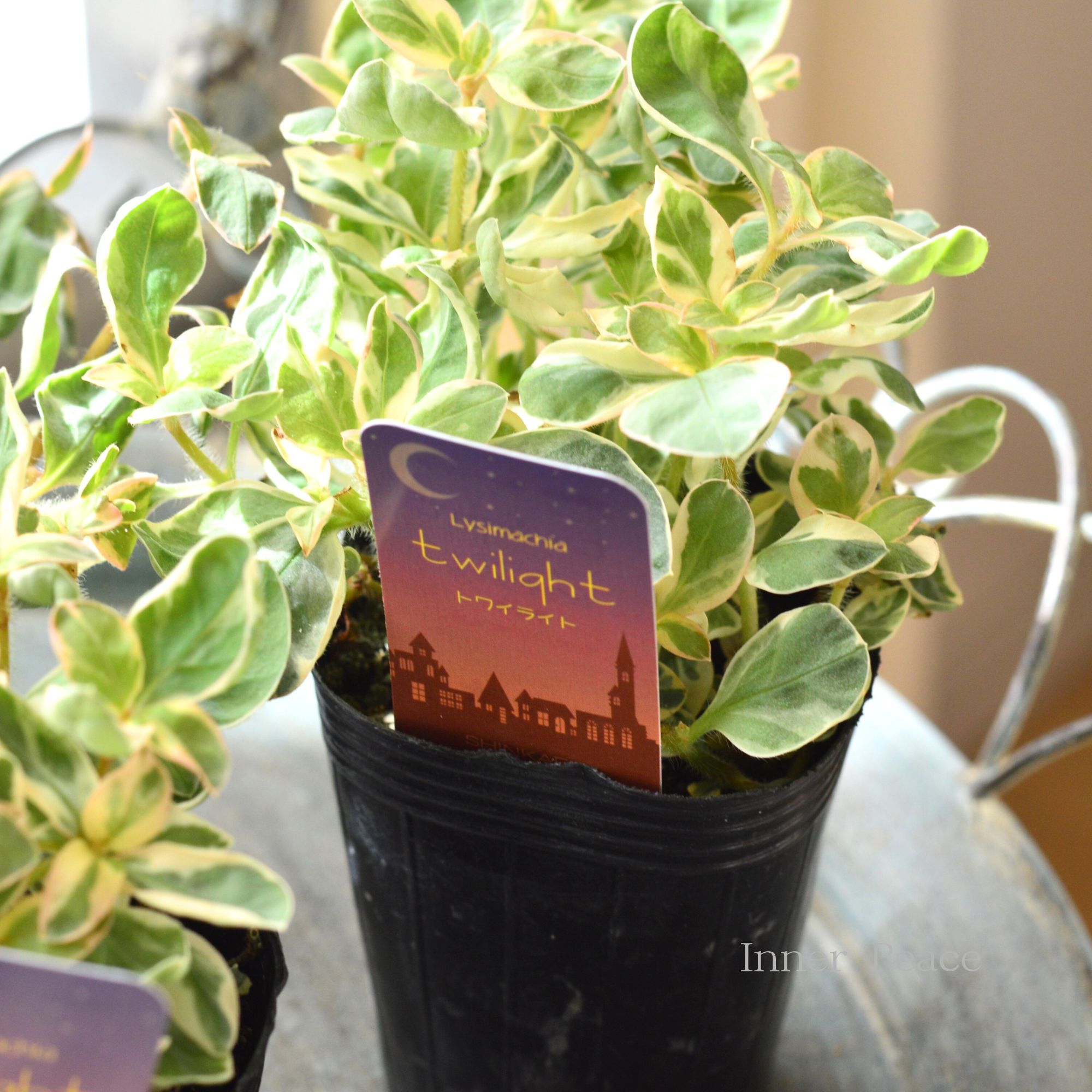 【カラーリーフ】 リシマキア 『トワイライト』 2.5~3寸POT