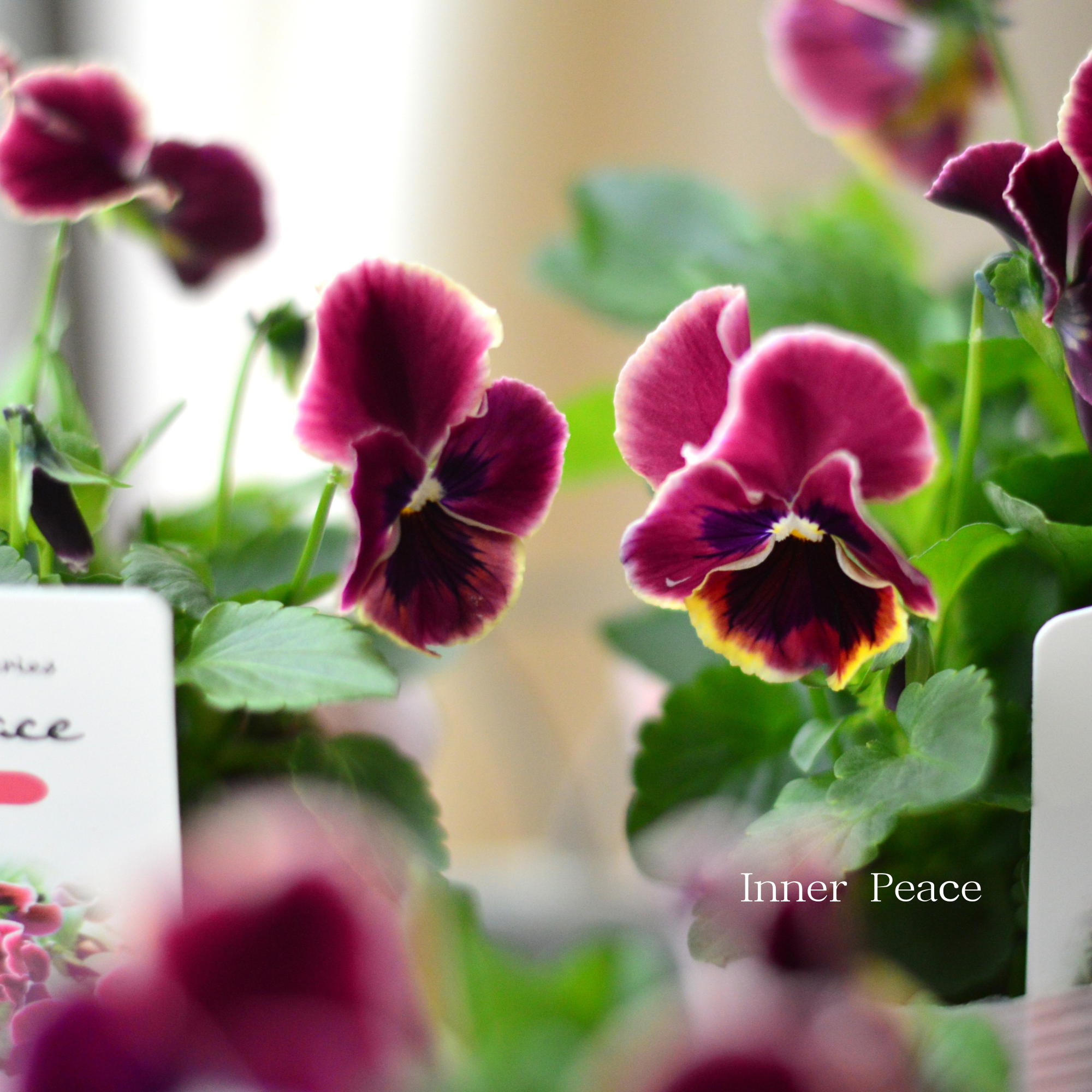 【かわいい】 パンジー 『わらく・プチグレース』 3.5寸POT