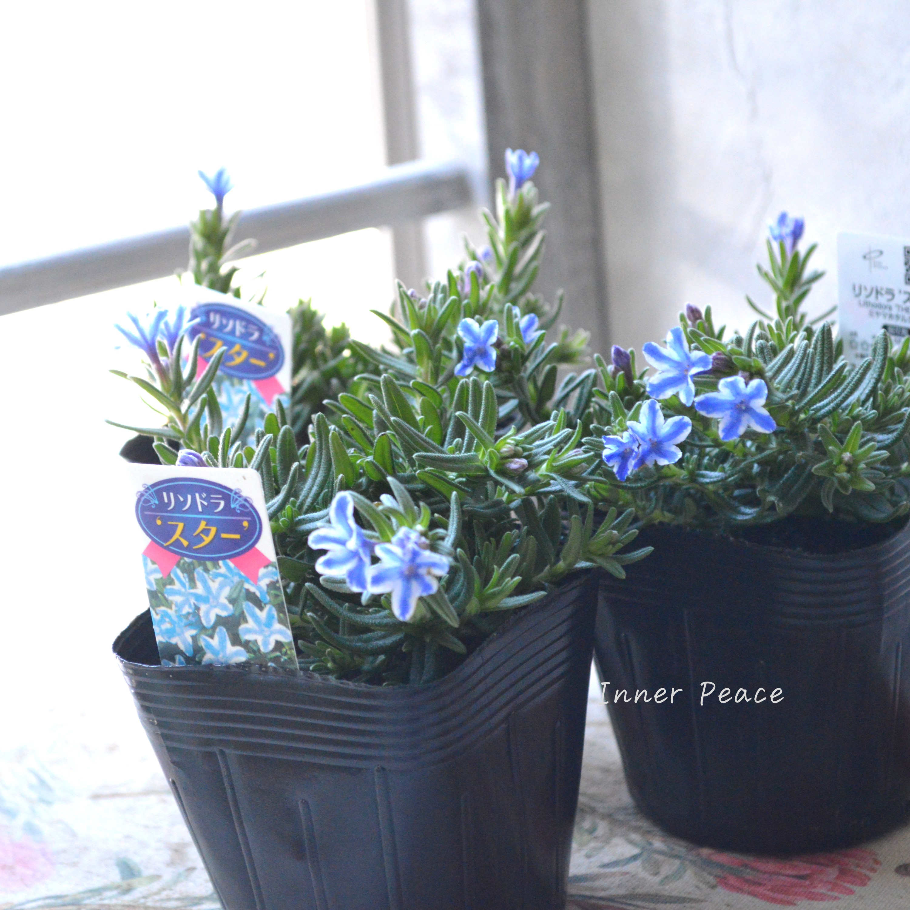 【美しい】 ミヤマホタルカズラ 『リソドラスター』 3.5寸POT