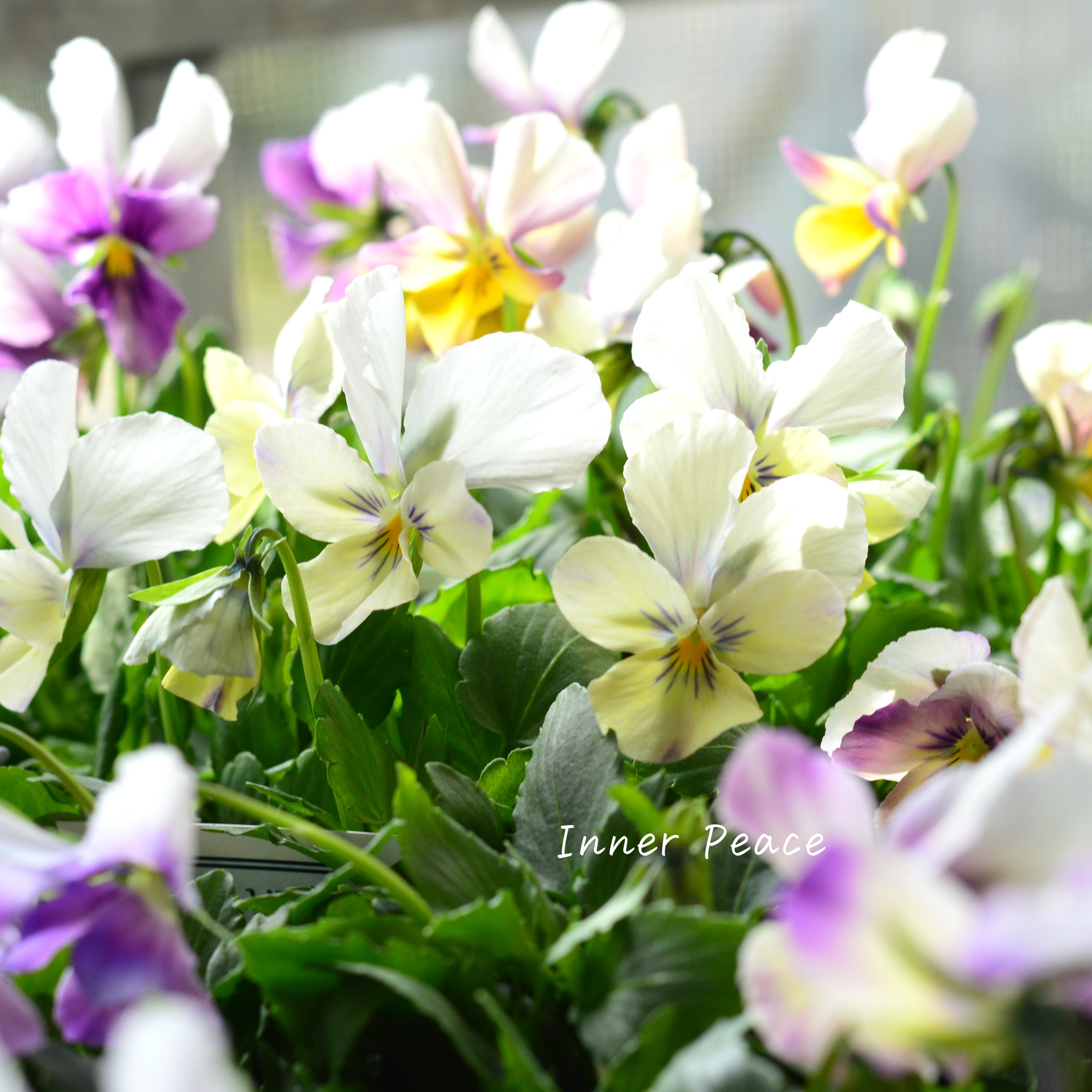 【美しい】 ビオラ ロカハーツ 『ラビットウイングス』 3.5寸POT