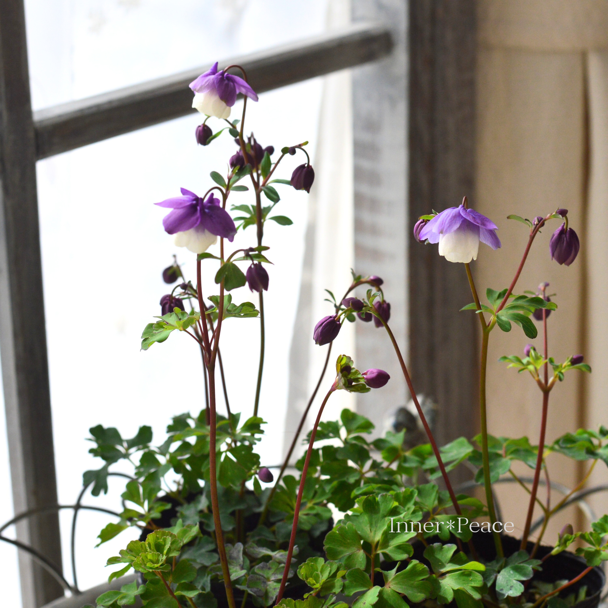 風鈴オダマキ 『パープル×ホワイト系』 3寸POT