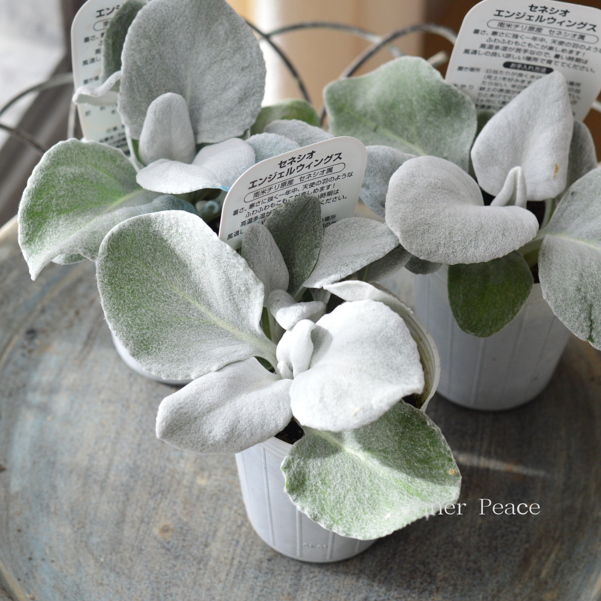 【寄せ植えに】 セネシオ 『エンジェルウィングス』 2.5寸ロングPOT