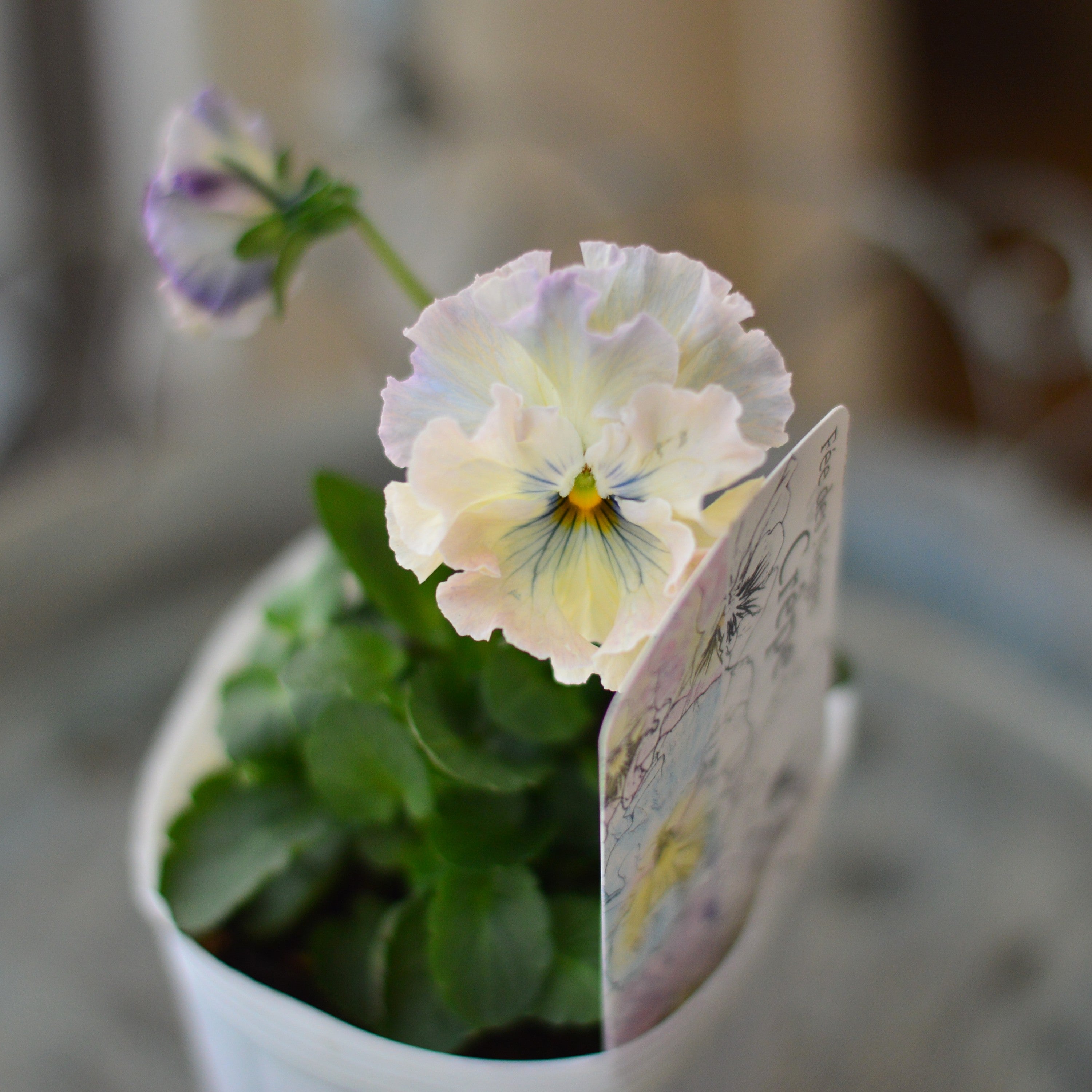 ＫＡ31♥フェデネージュ　クレープ♥花苗ポットごと♥ KA31♥フェデネージュ クレープ♥花苗ポットごと.. - メルカリ