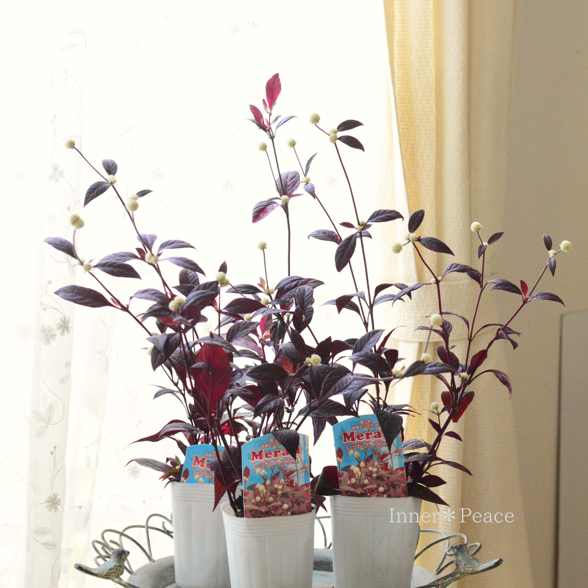 【寄せ植えに】 アカバセンニチコウ(アルテルナンテラ・レッドフラッシュ) 3寸ロングPOT
