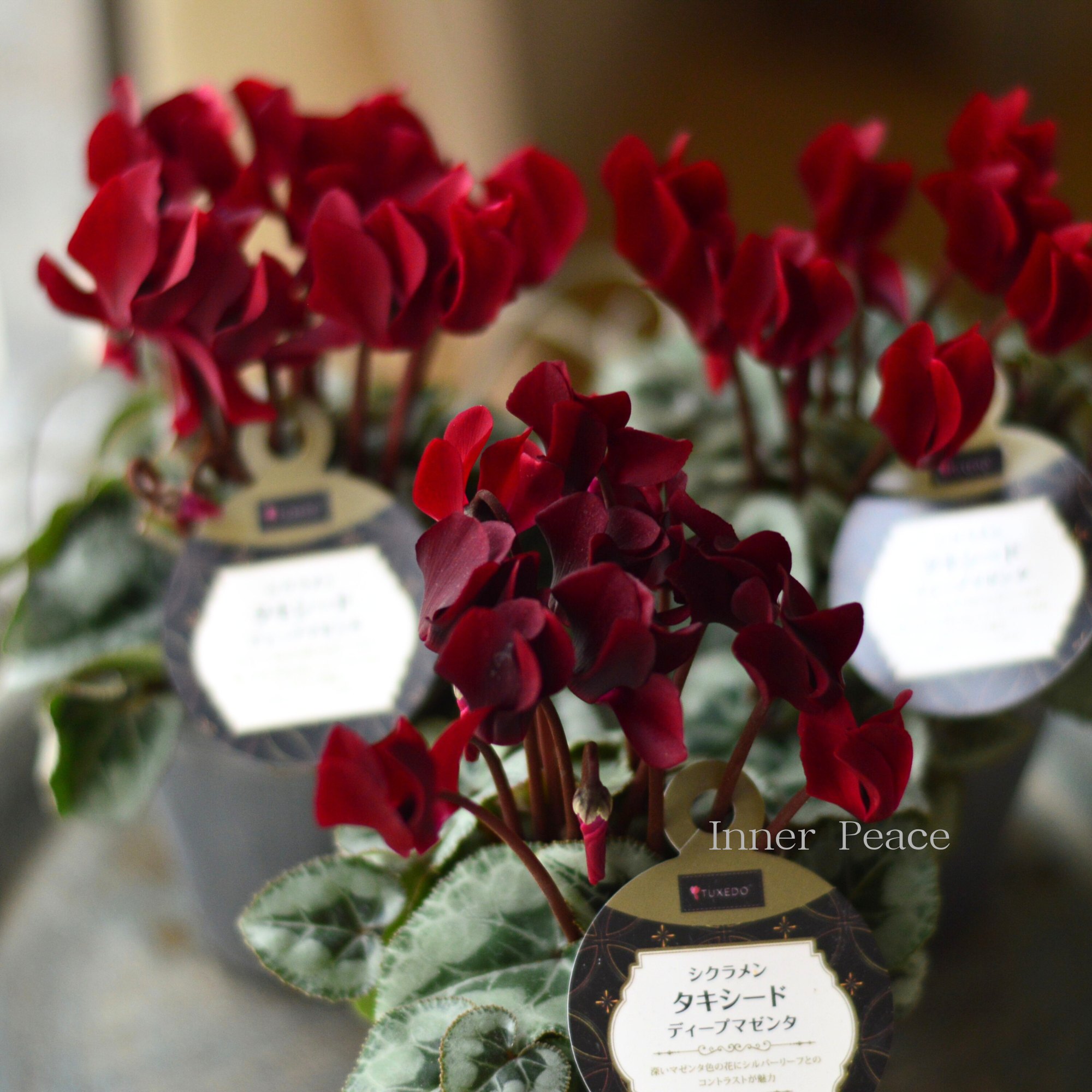 【オシャレ】 シクラメン 『タキシード・ディープマゼンタ』 2.5寸ロングPOT