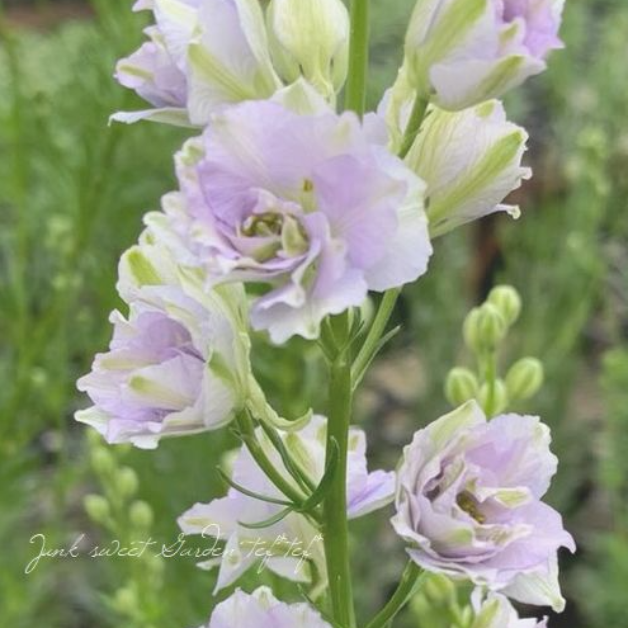 【美しい】 ラークスパー 『スモーキーアイズ』 3寸POT